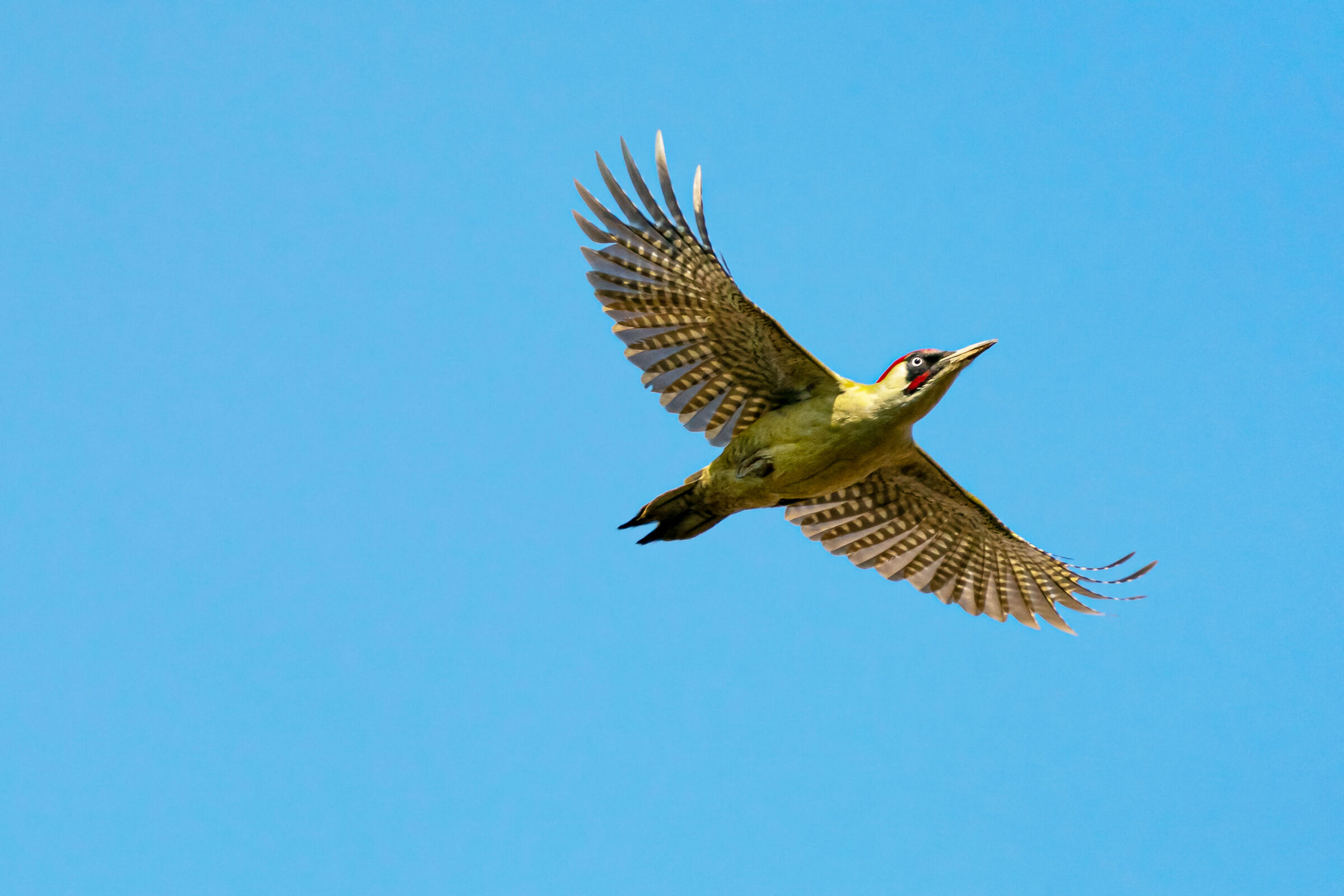 Picchio verde in volo