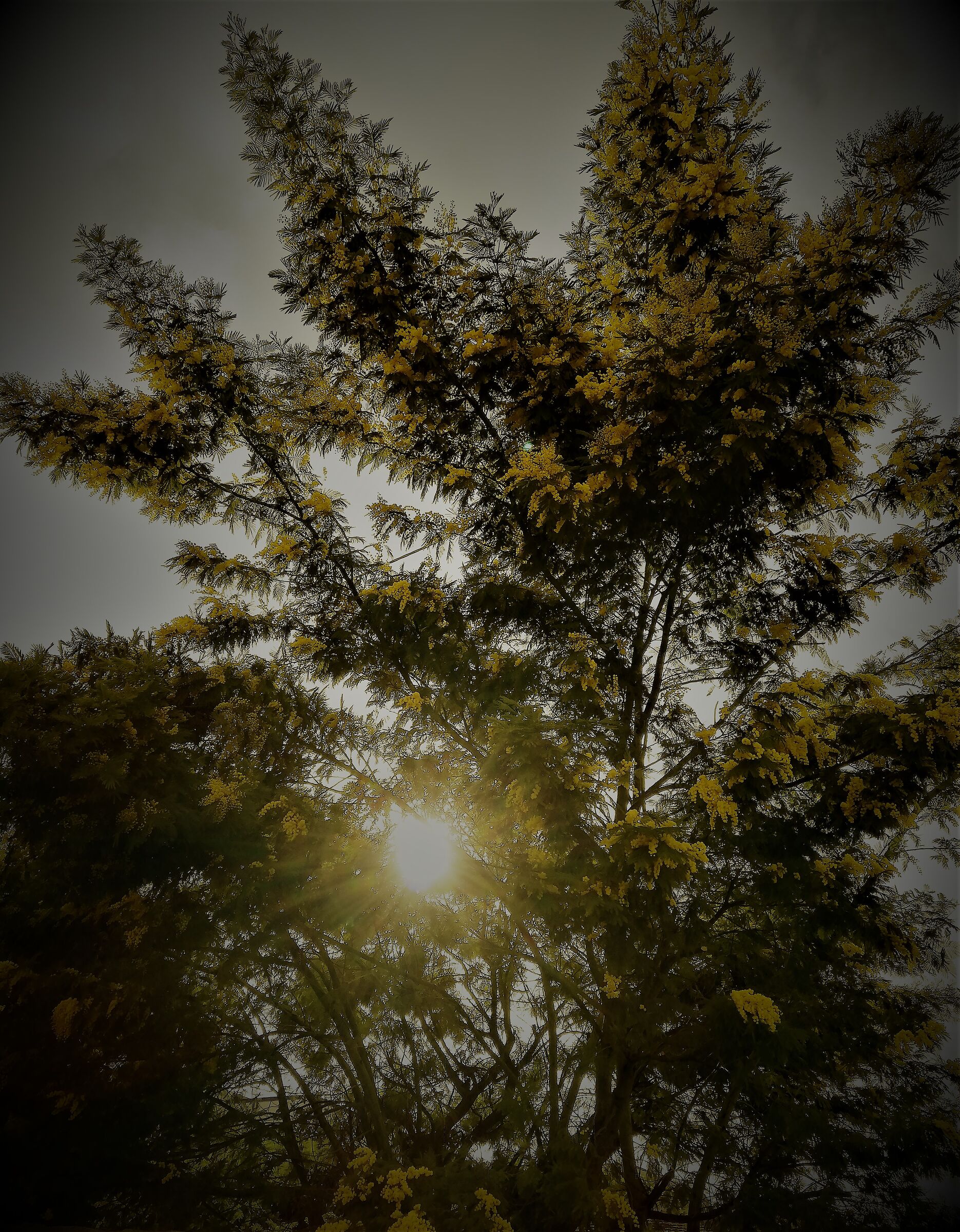 Mimose