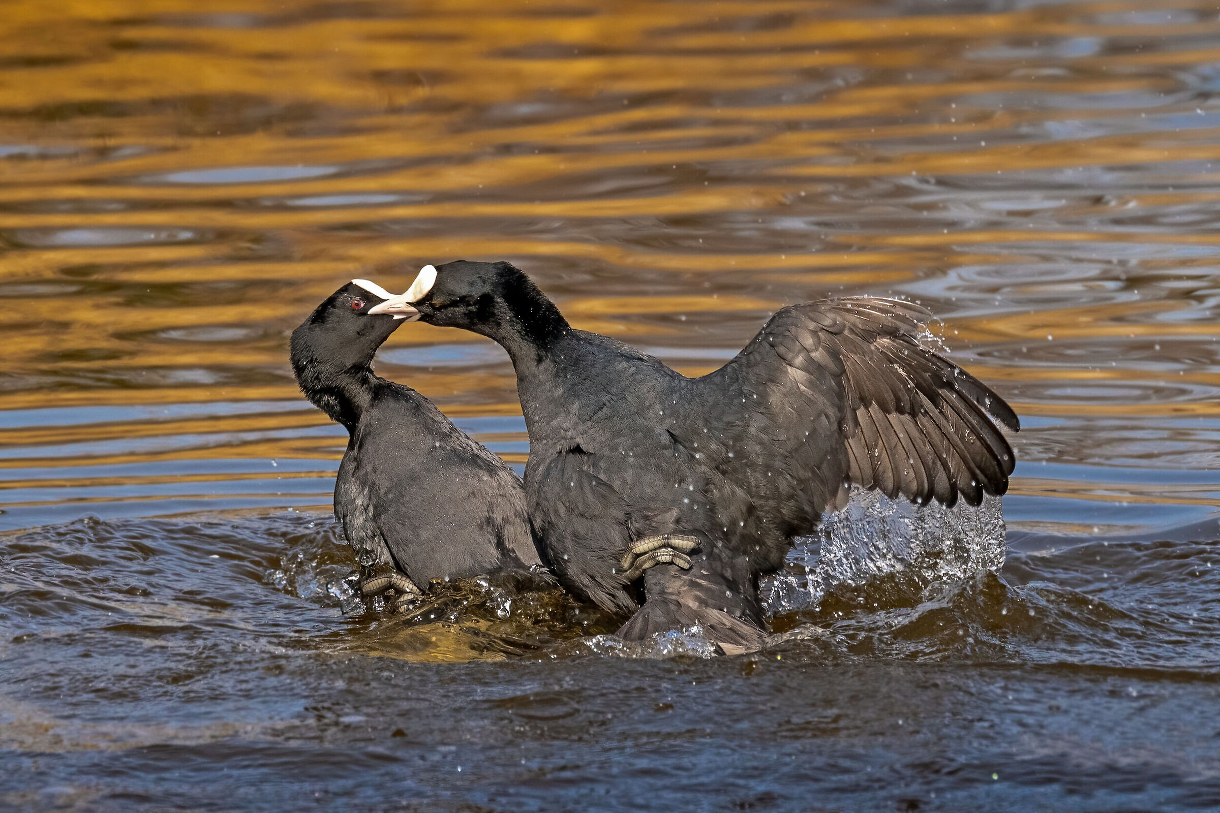 Folaghe - Adesso ti voglio baciare