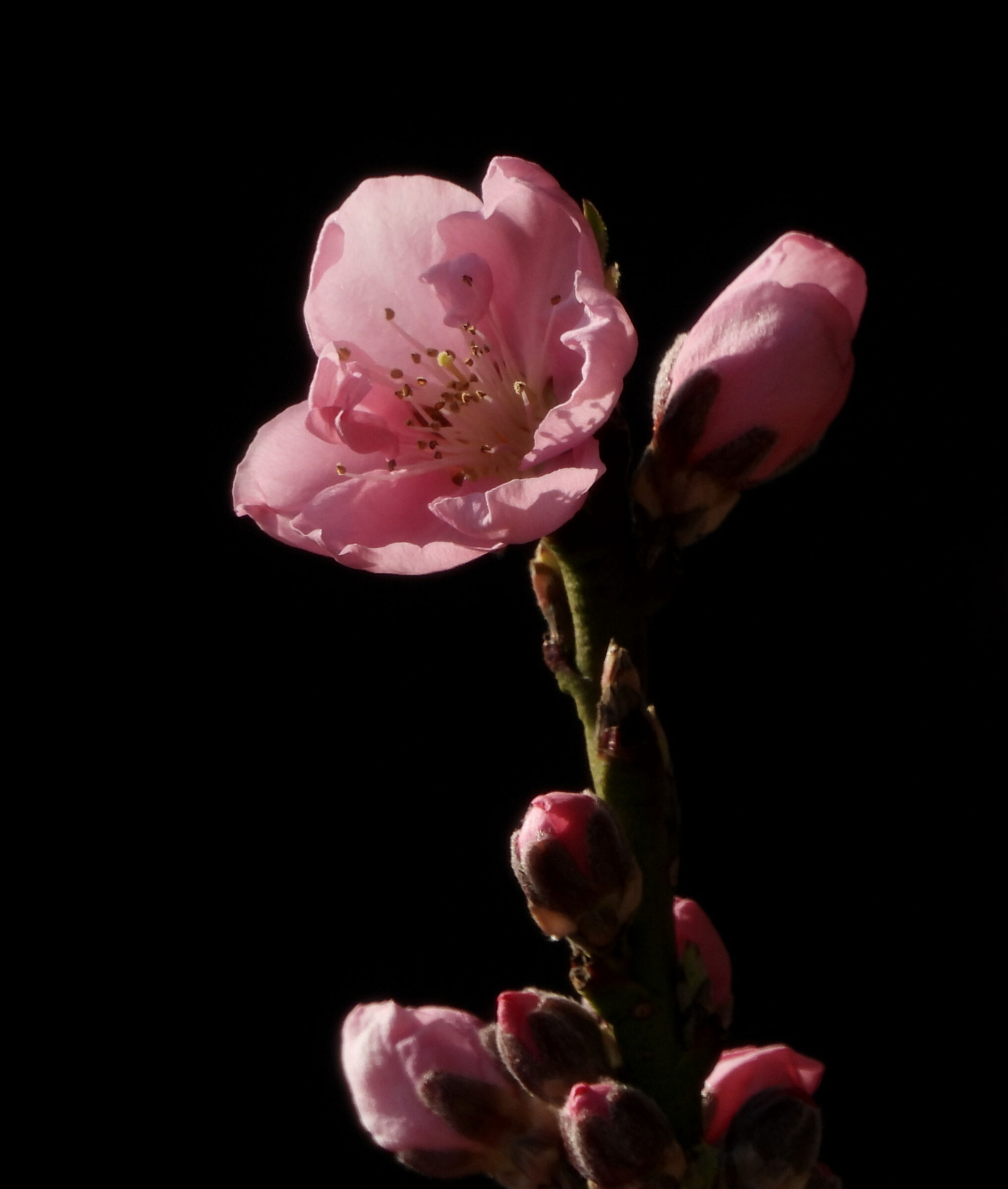 Fiori rosa fiori di pesco