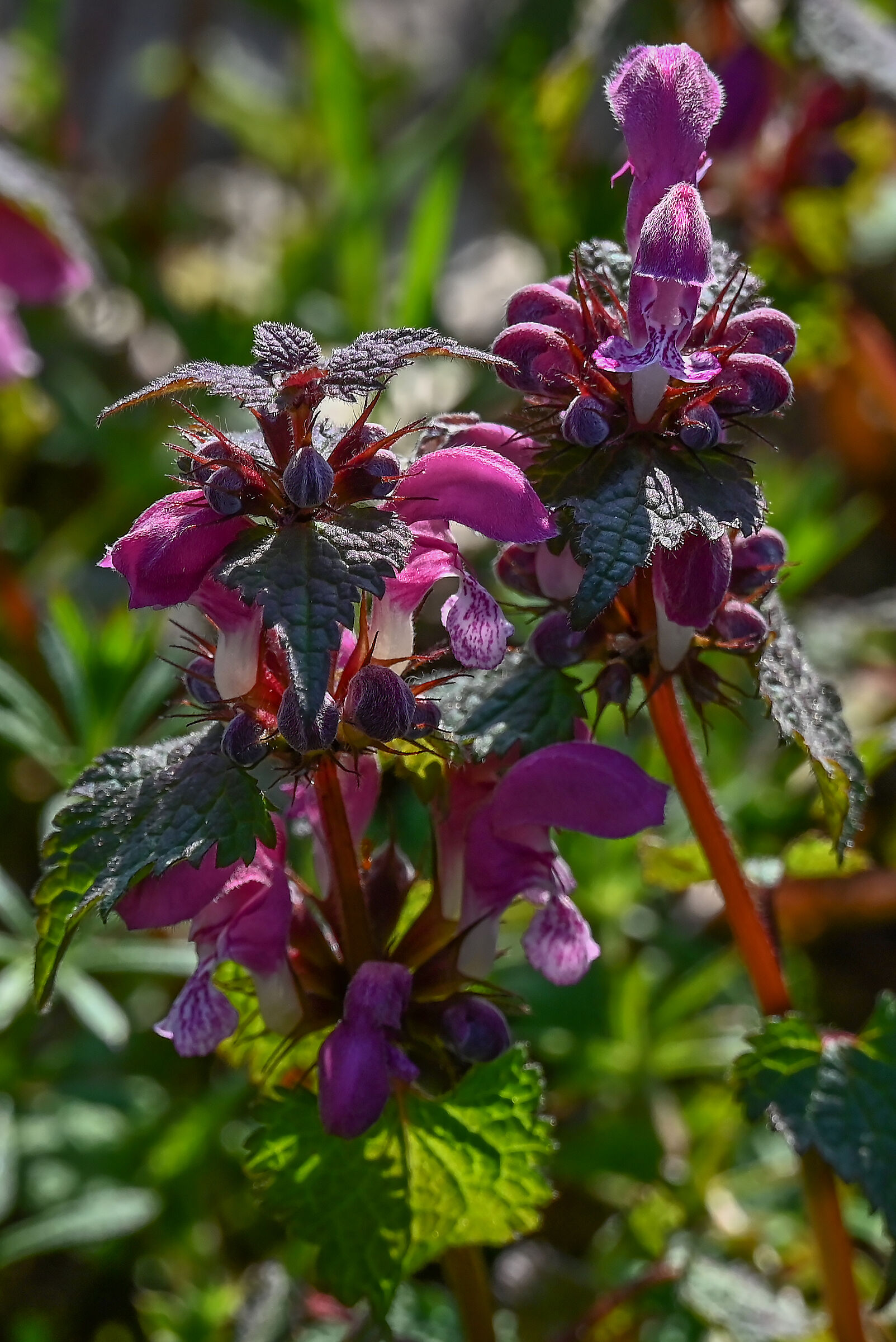Purple lamium or false purpurea nettle