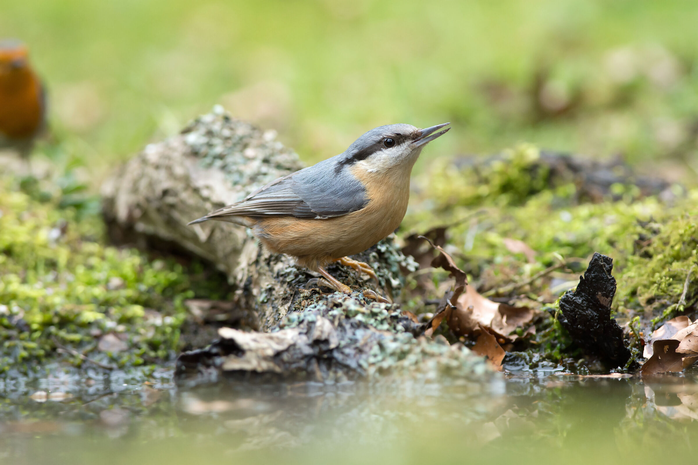 Nuthatč