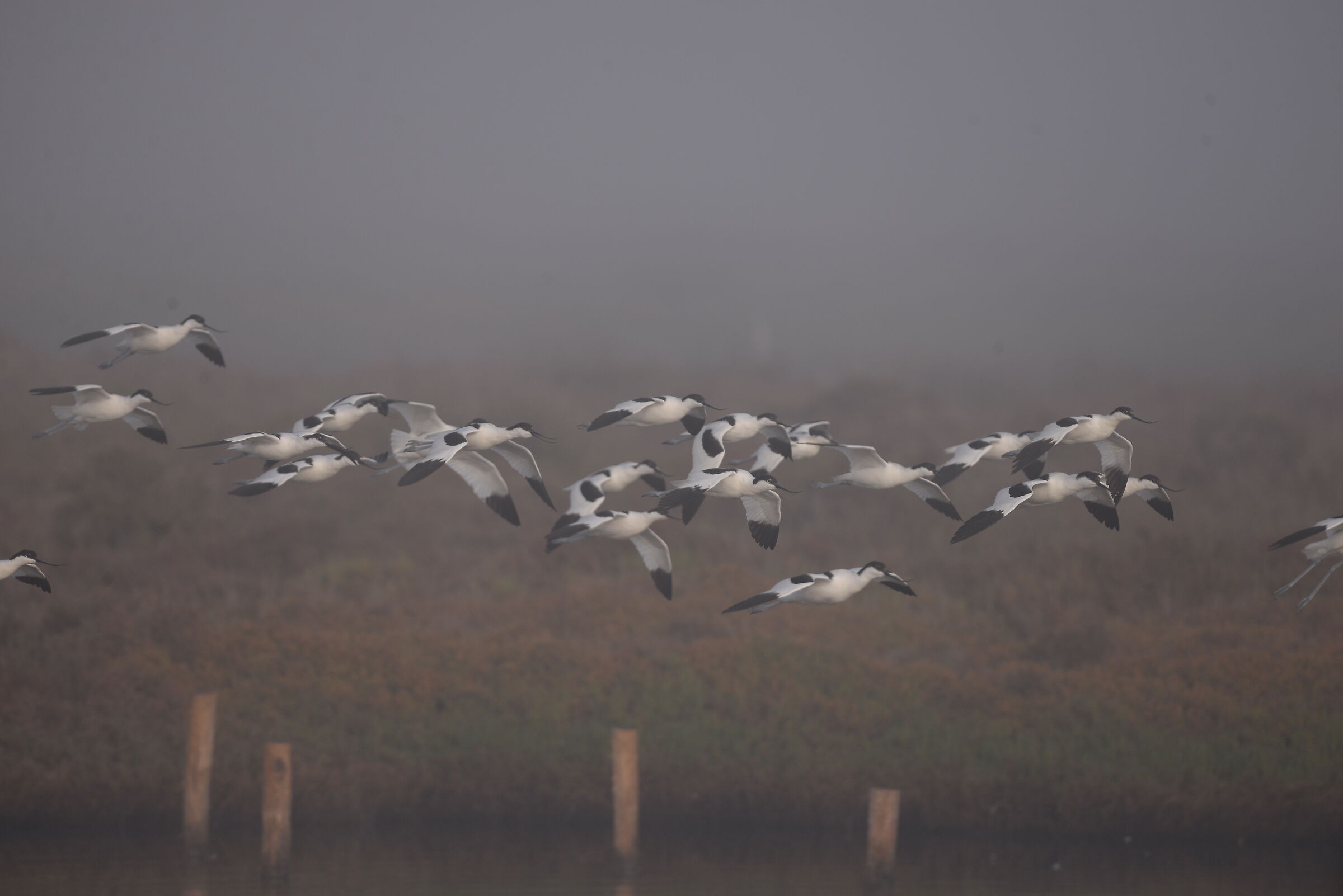Avocet in volo con nebbia