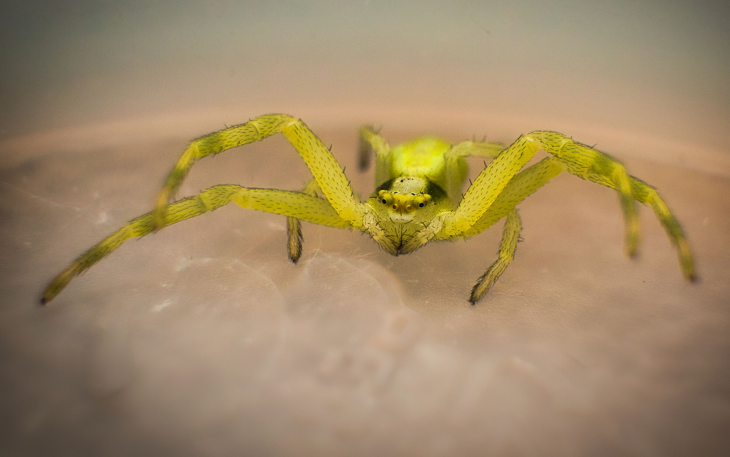 Greenish yellow crab spider