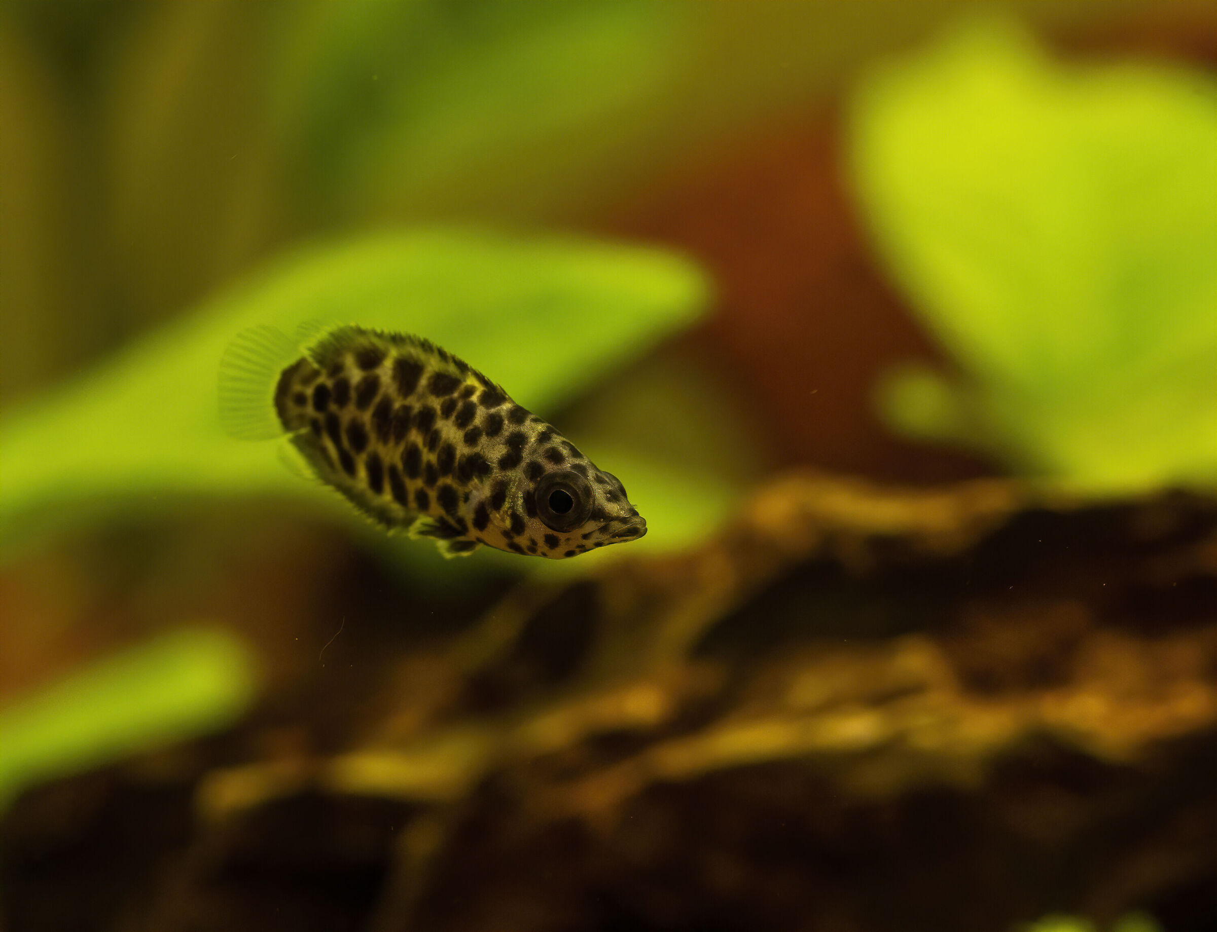 Ctenopoma acutirostre