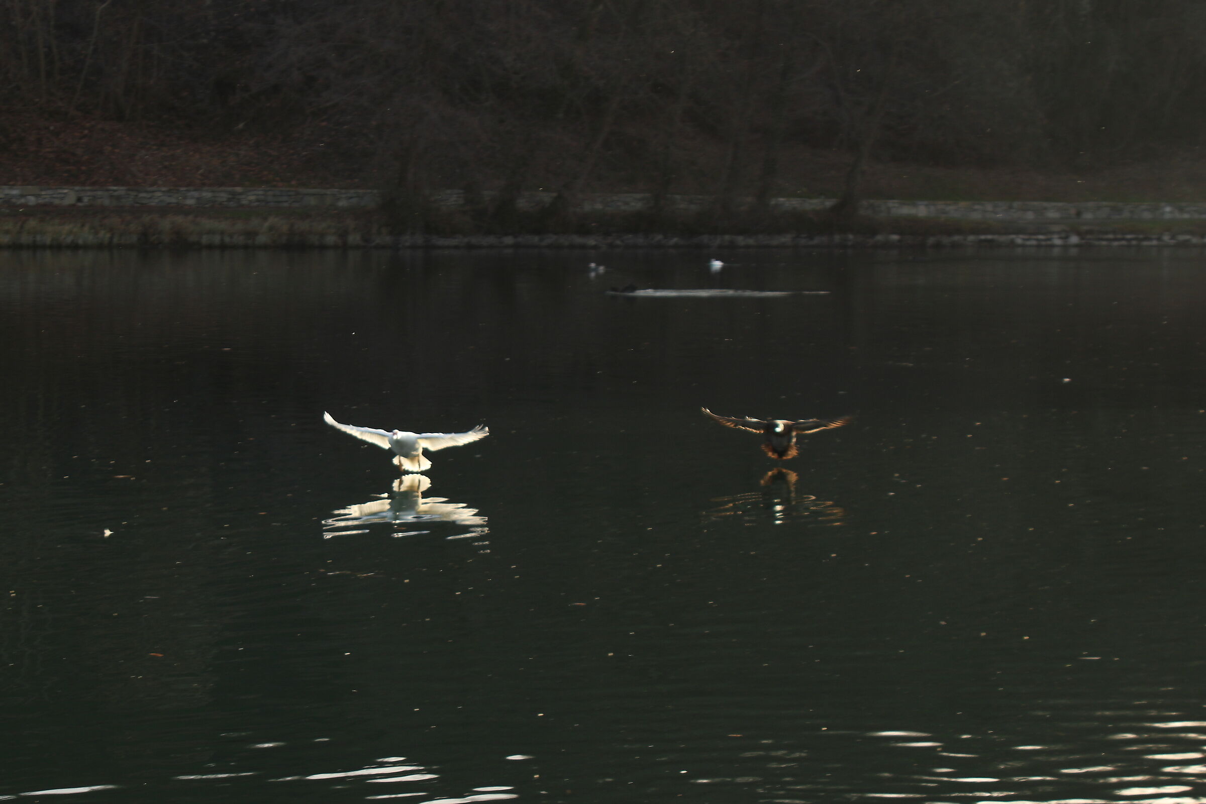 synchronized bewilderage