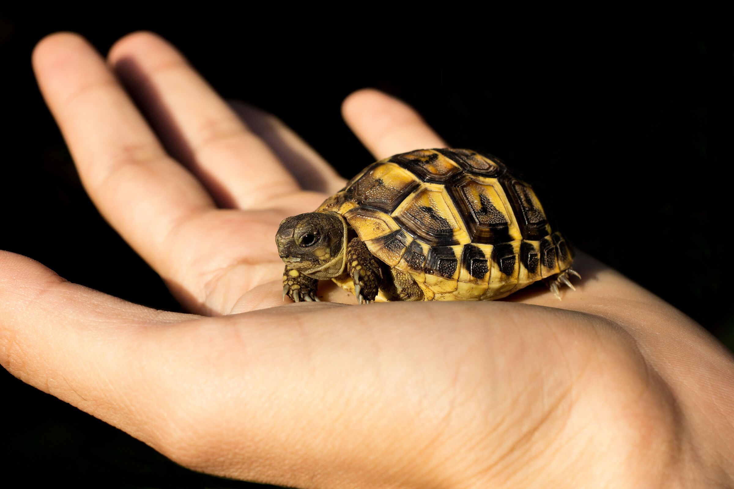 Testuggine di Hermann