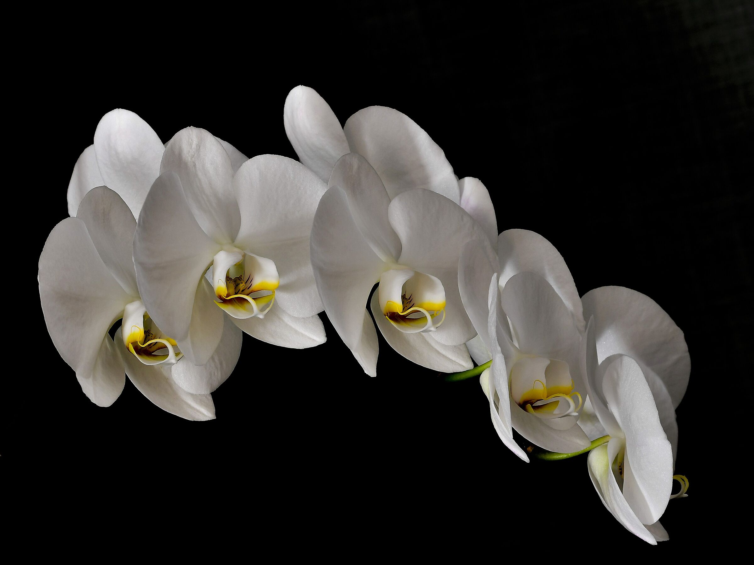 Orchidea