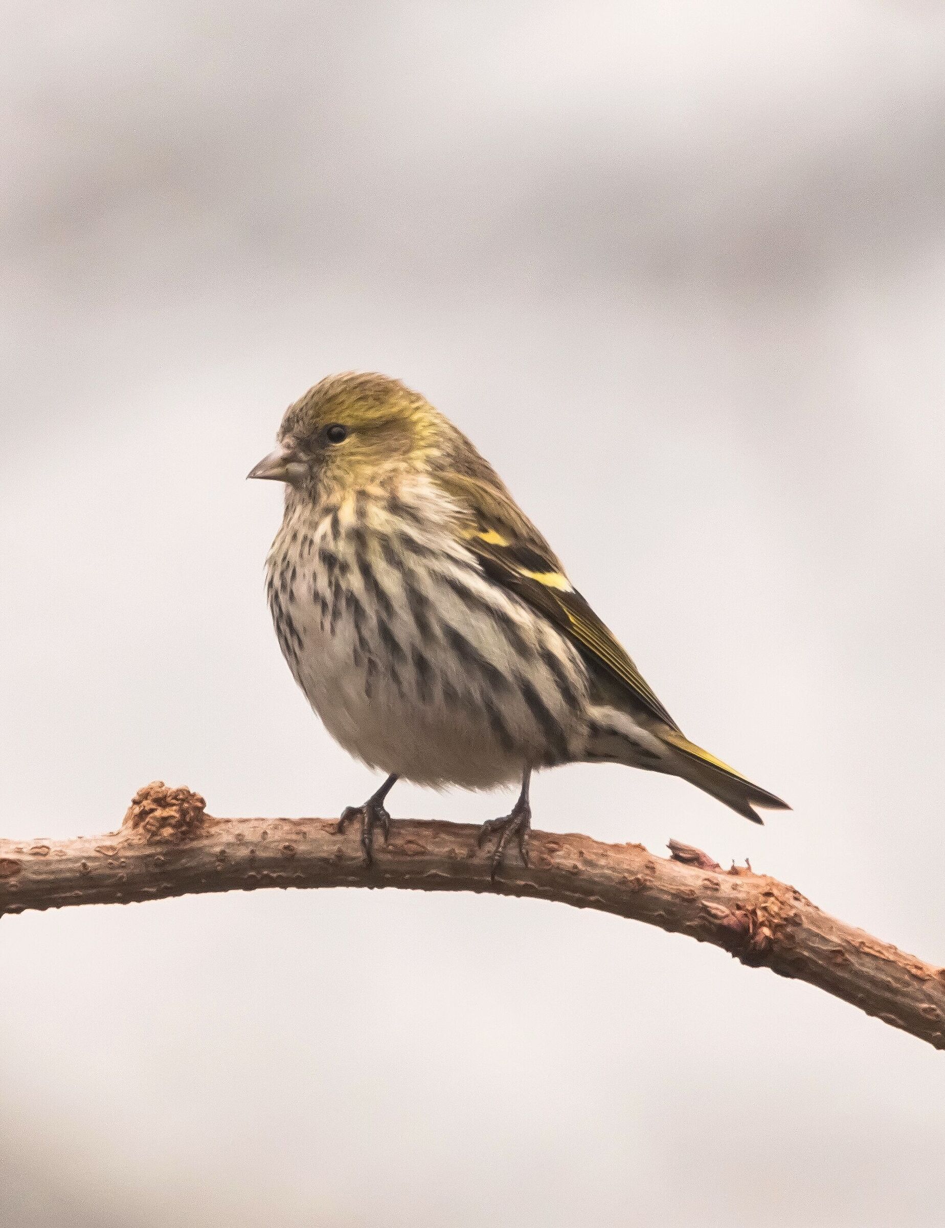 Lucherino femmina su ramo 2/02/2021