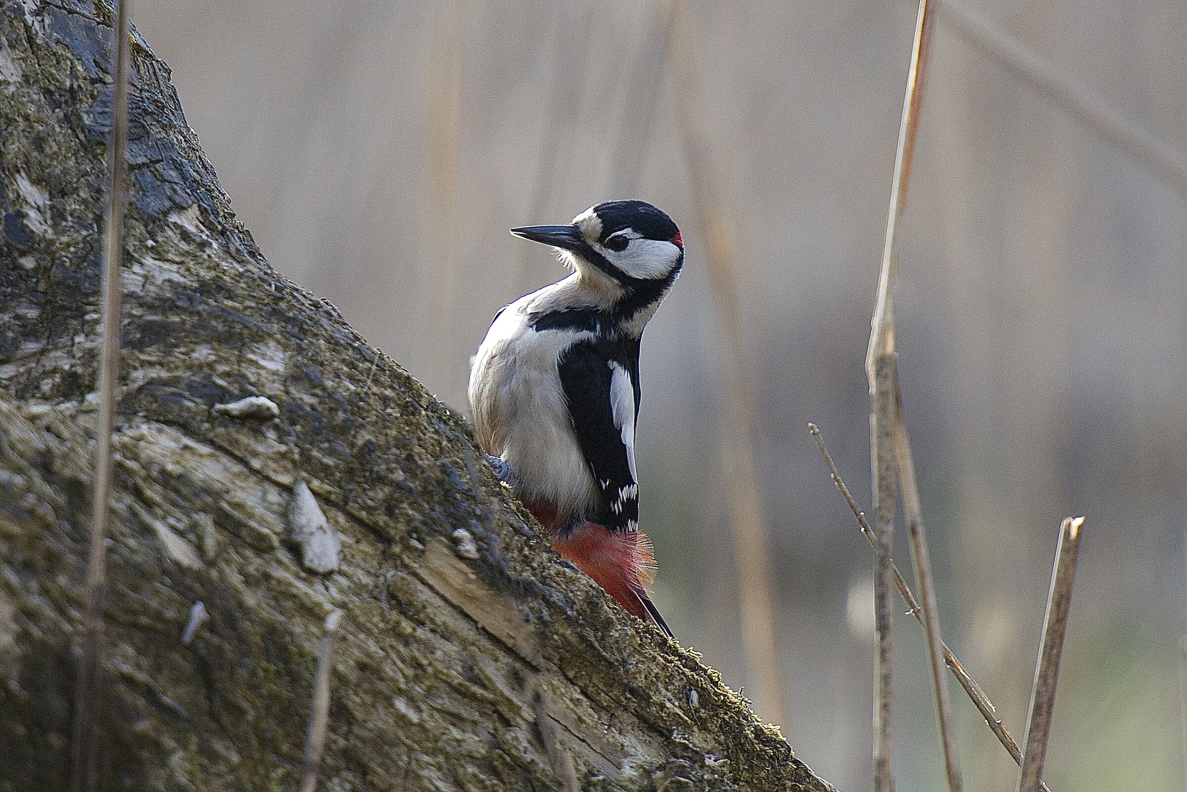 picchio rosso maggiore