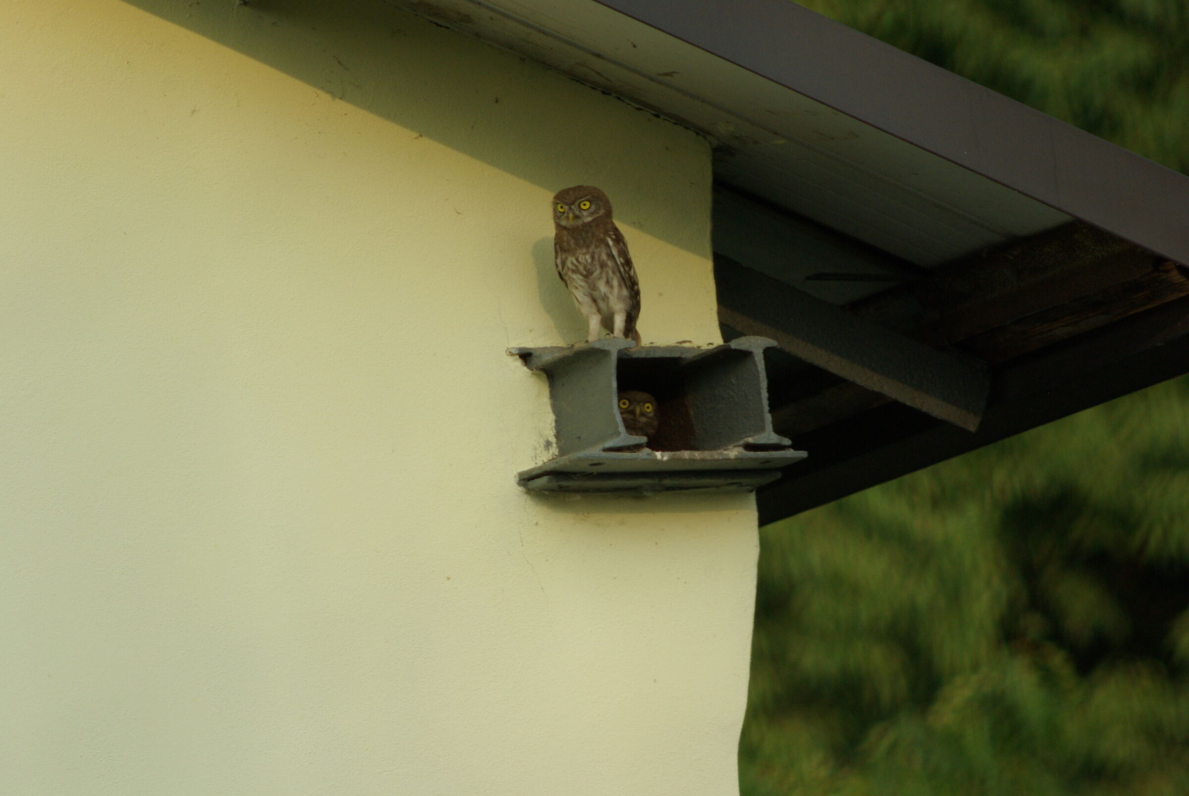 civetta con piccolo!!