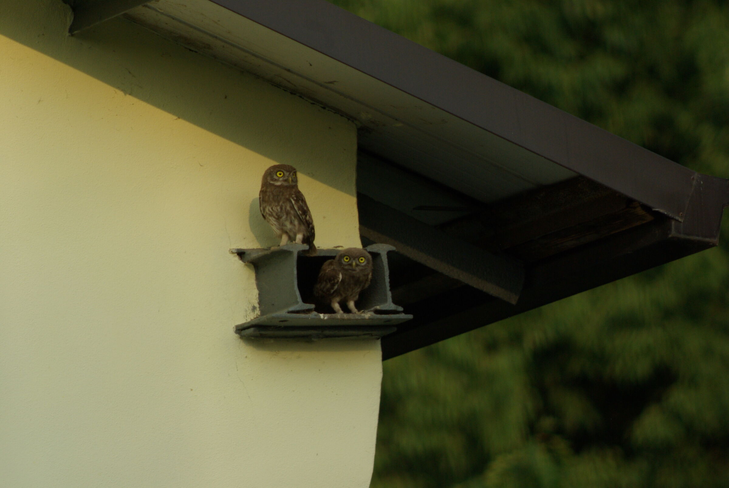 civetta con piccolo!!