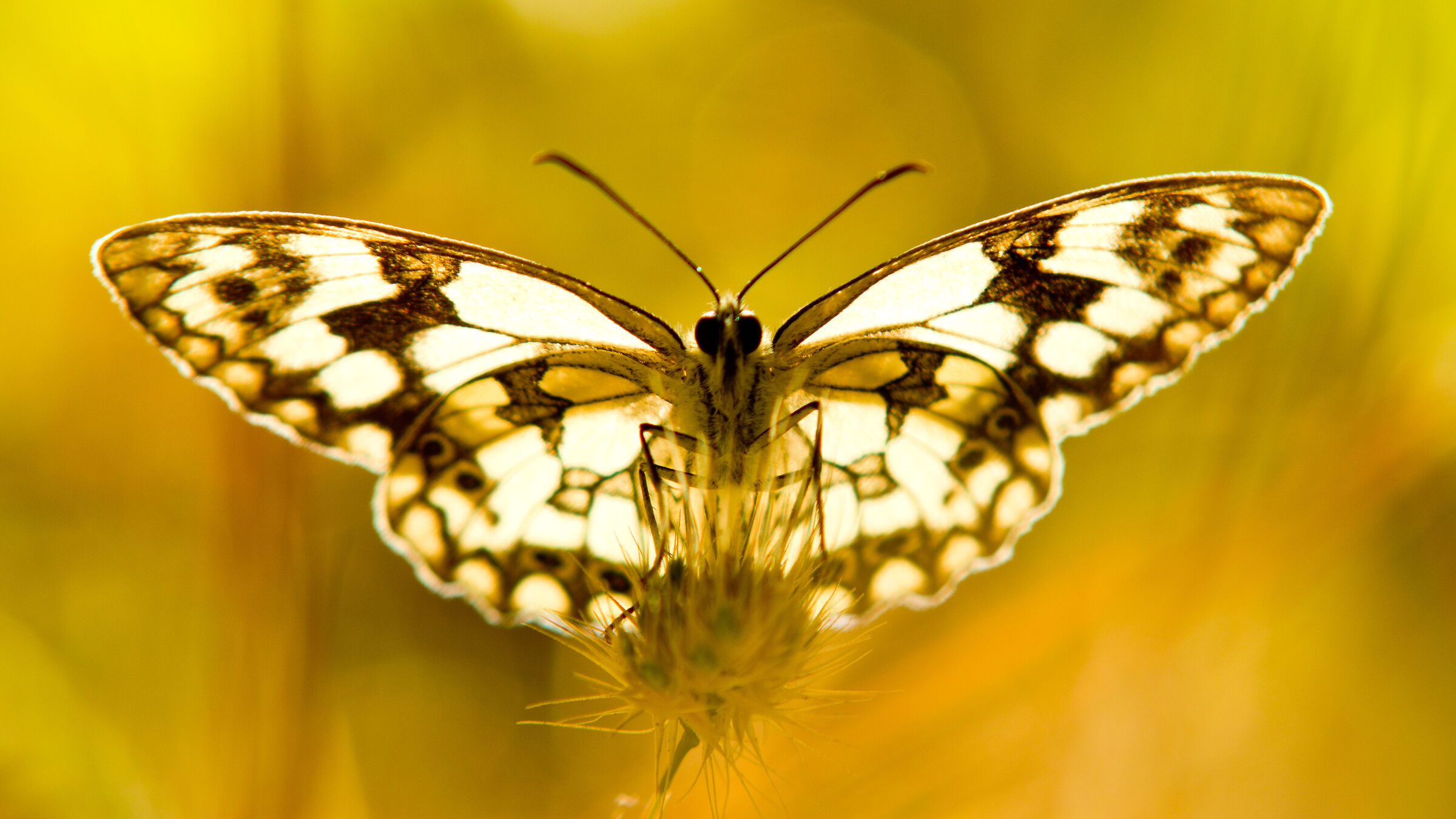 Lachesi melanargia all'alba