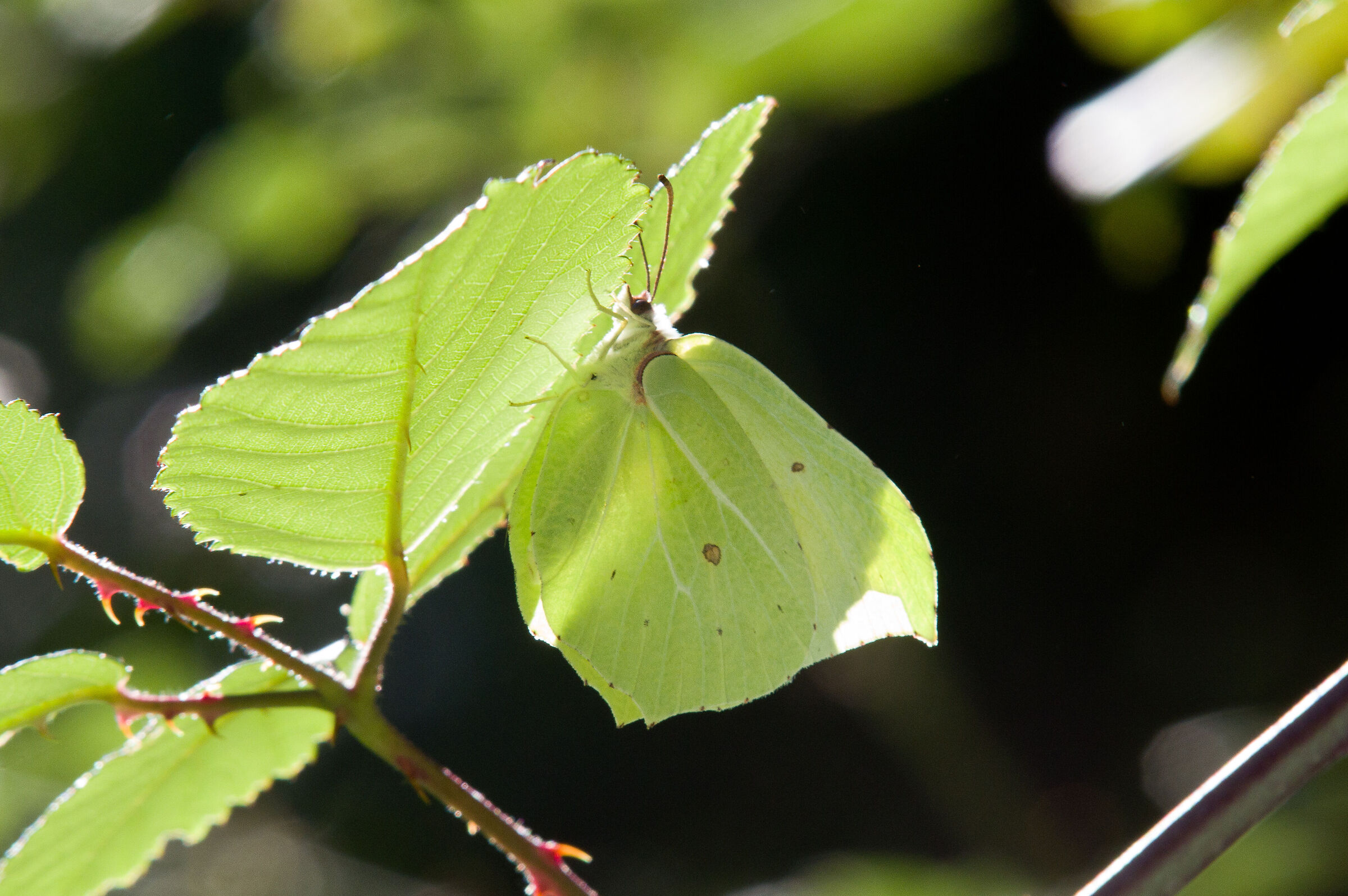 Nascosto Gonepterix rhamni