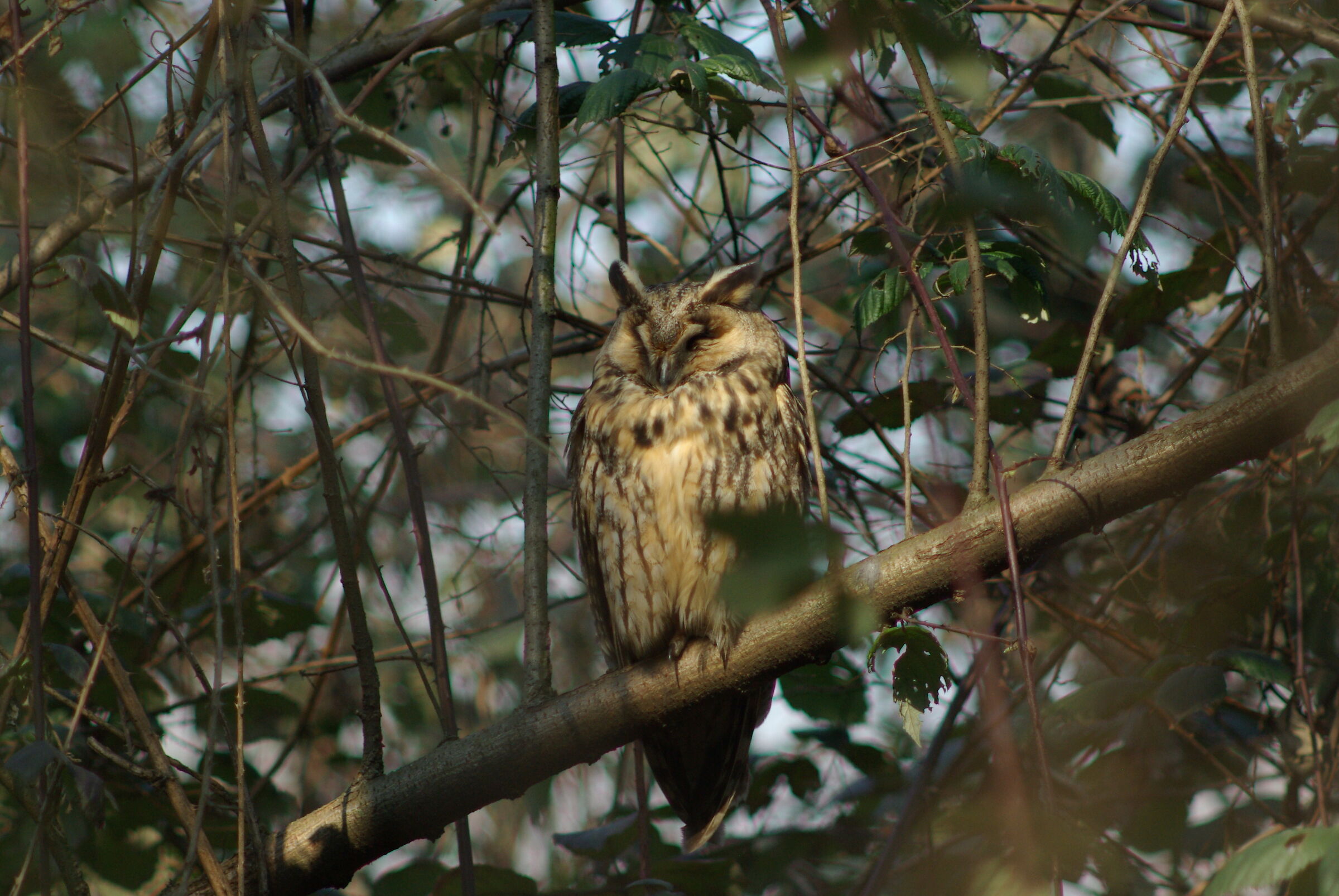 gufo al primo sole del mattino