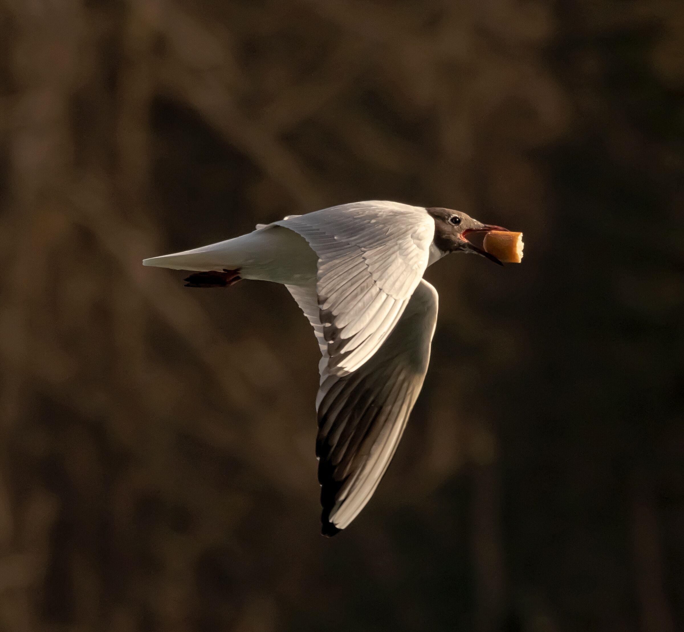 Common seagull with bread in the mouth river Adda 25/02/2021
