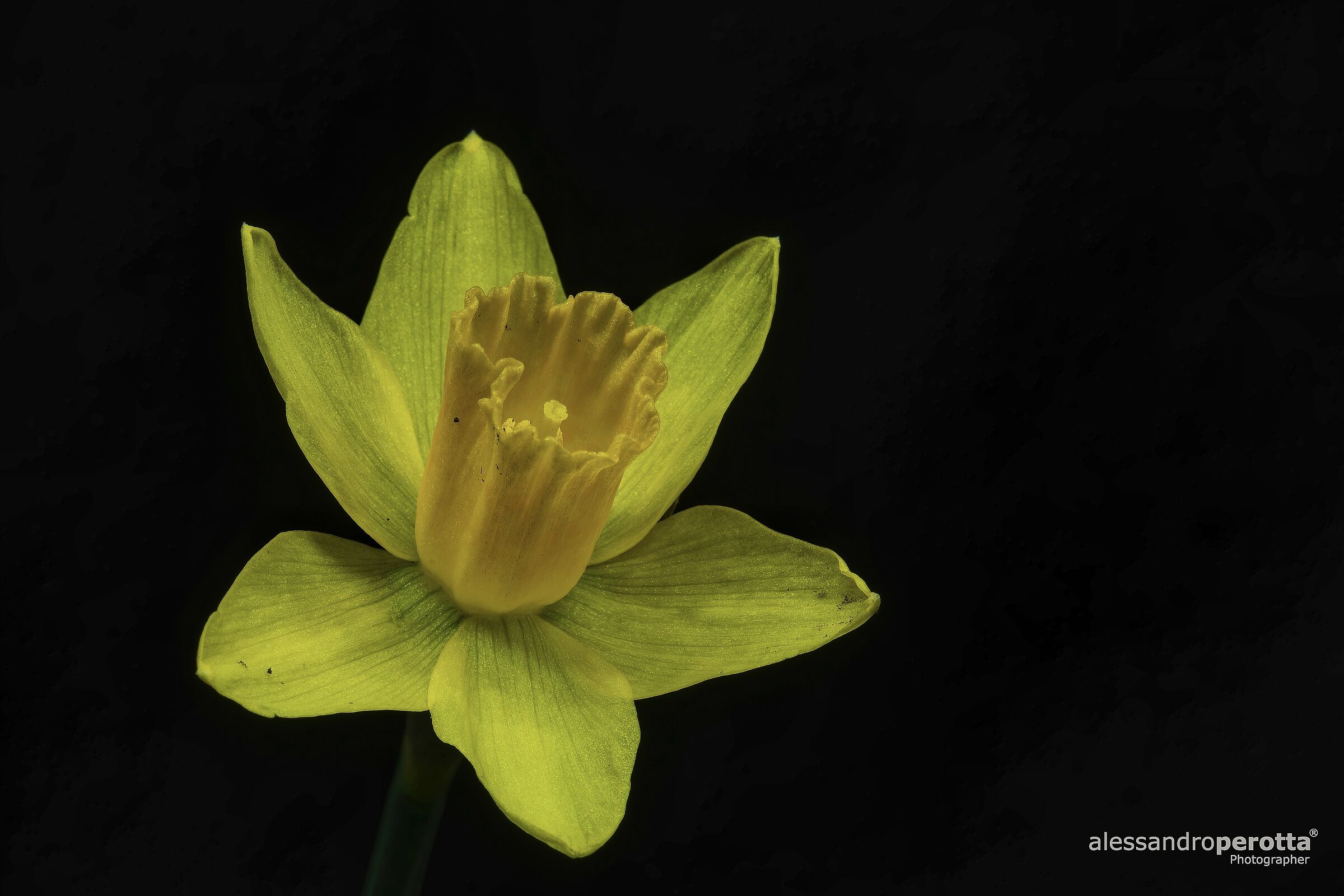 Narcissus pseudonarcissus