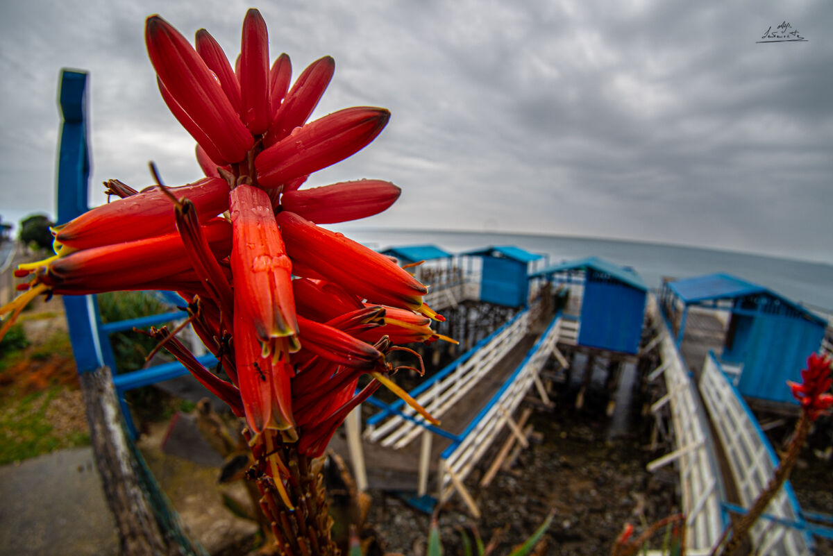Santa Marinella palfitte with fisheye