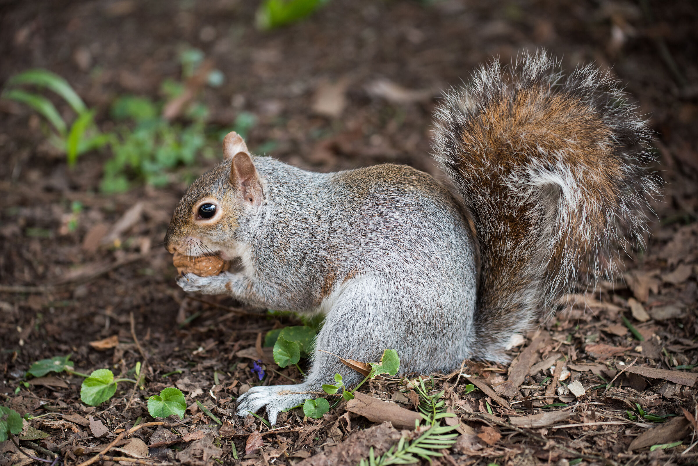 Conquistato con una noce