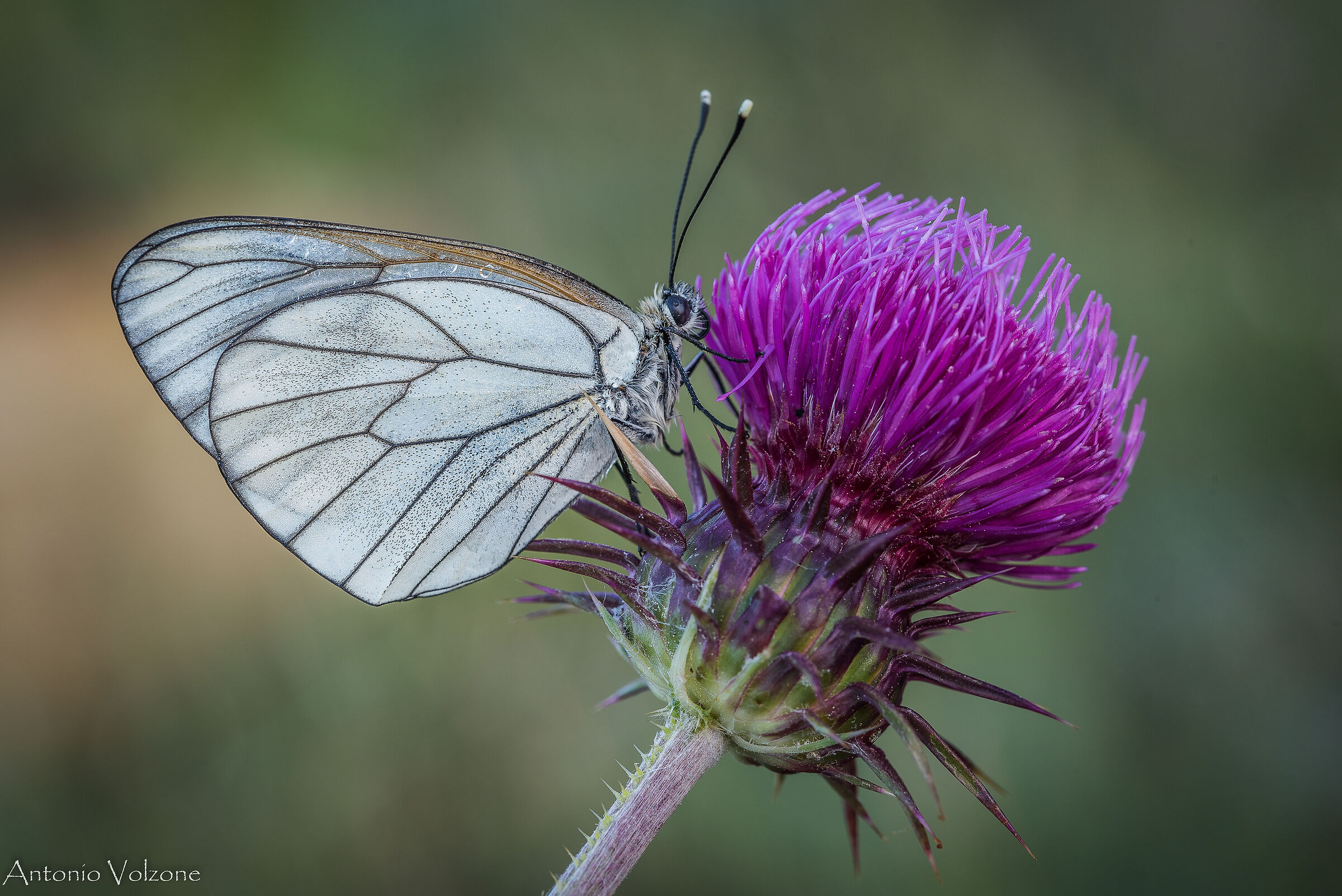 Aporia