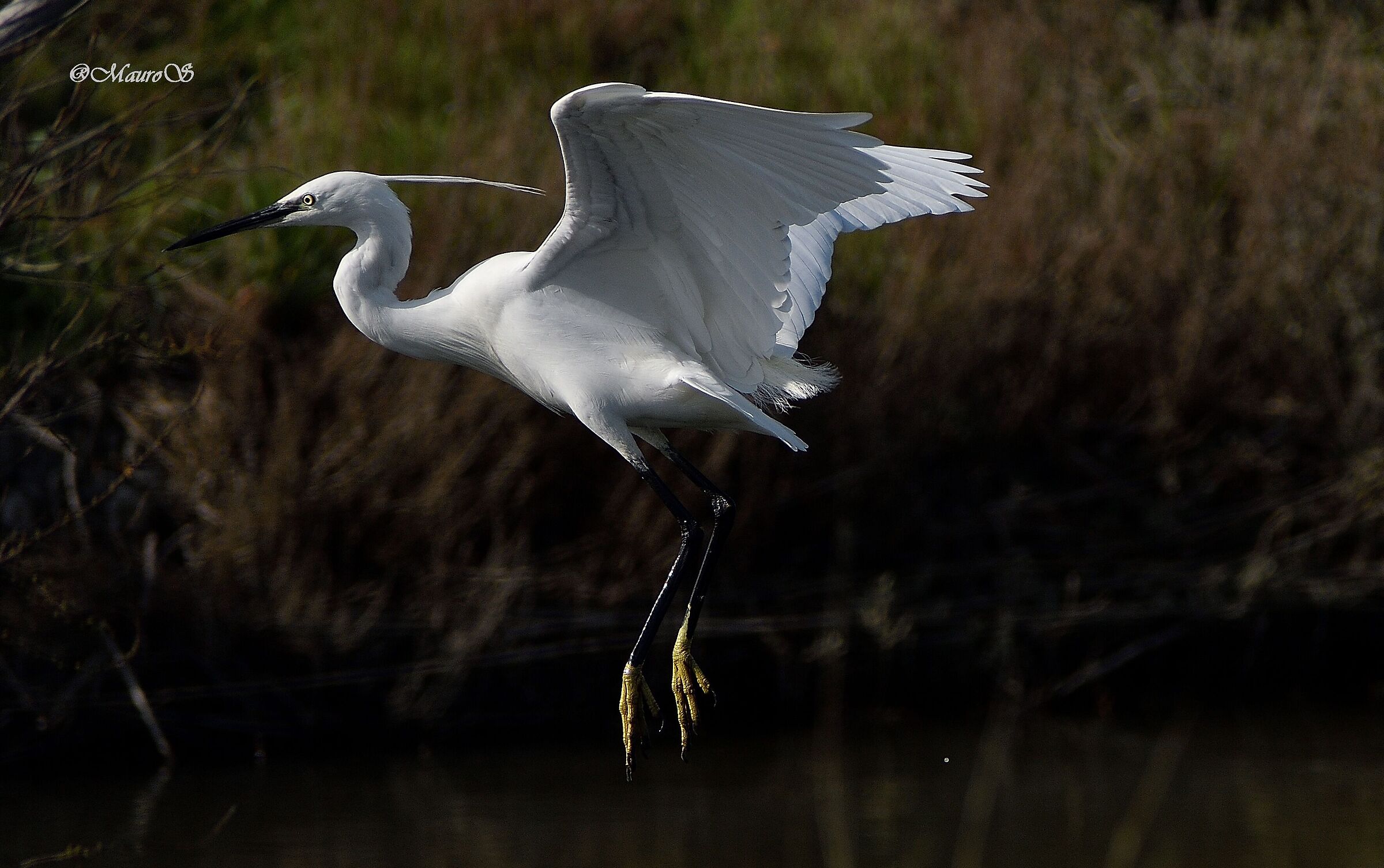 Egret
