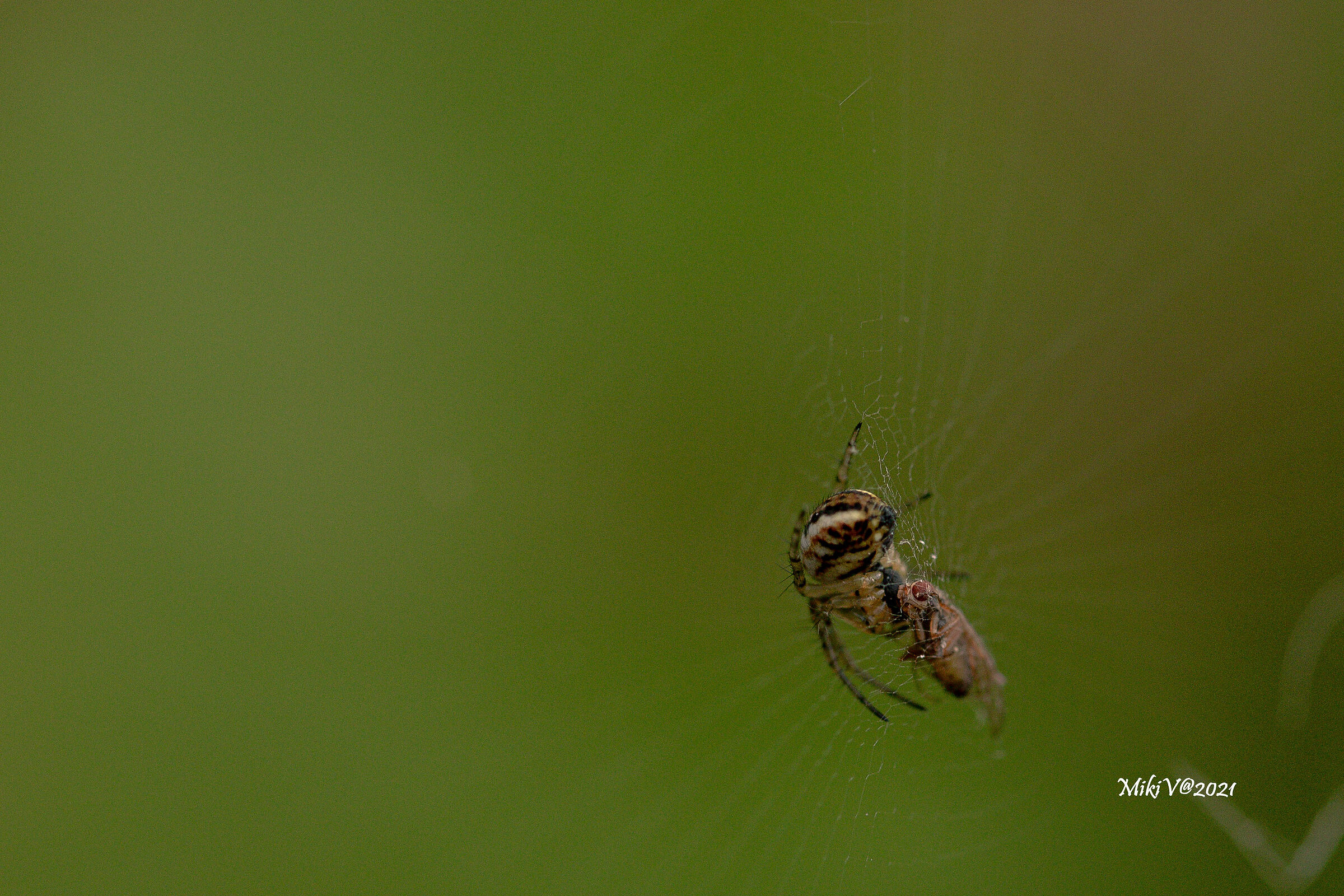 Nella morsa del ragno