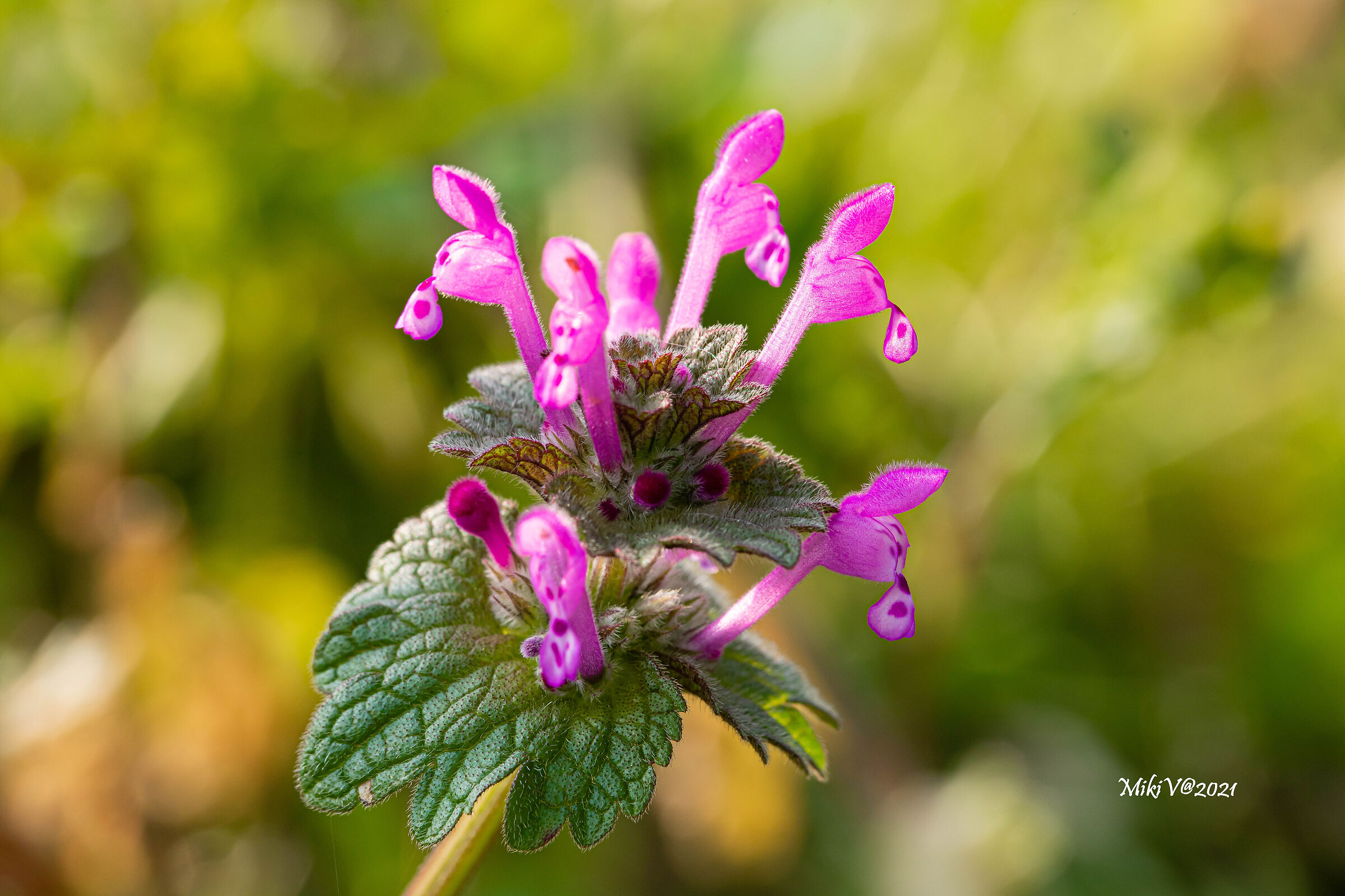 Lamium amplexicaule