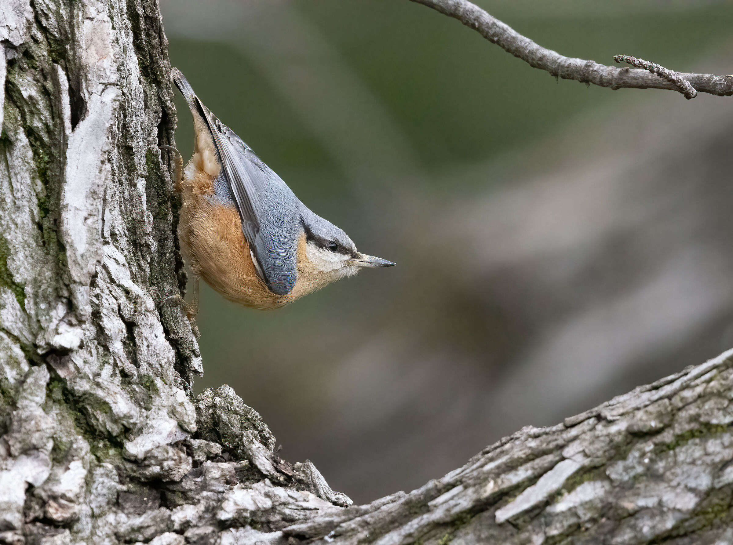 Picchio muratore (Sitta europaea)