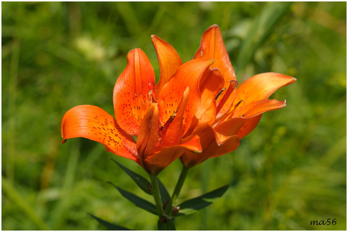 Giglio di San Giovanni