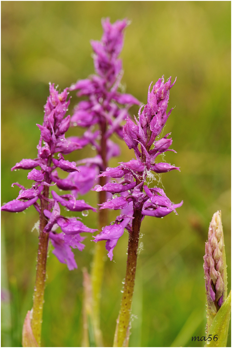 Orchis Morio