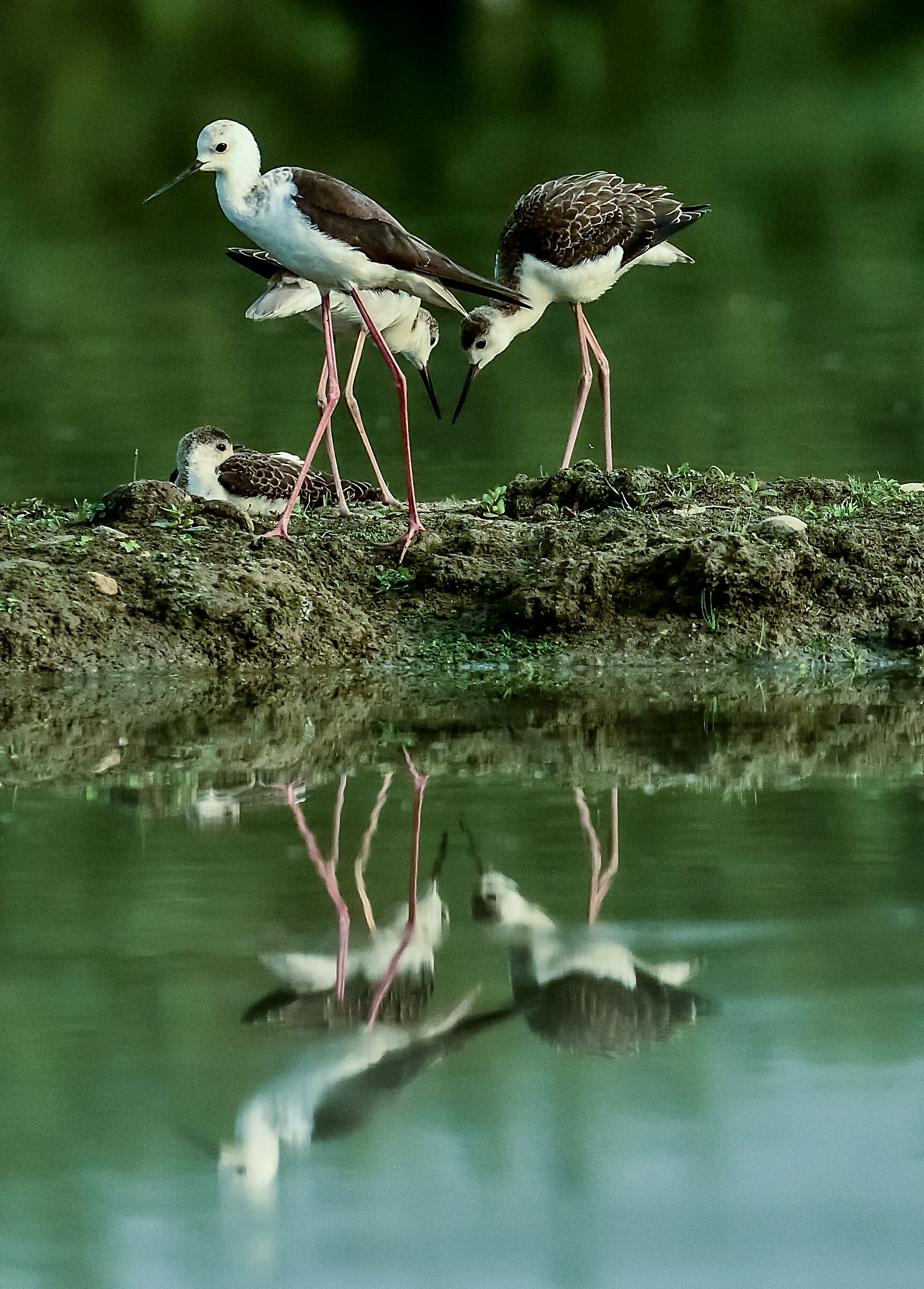 famigliola di cavalieri