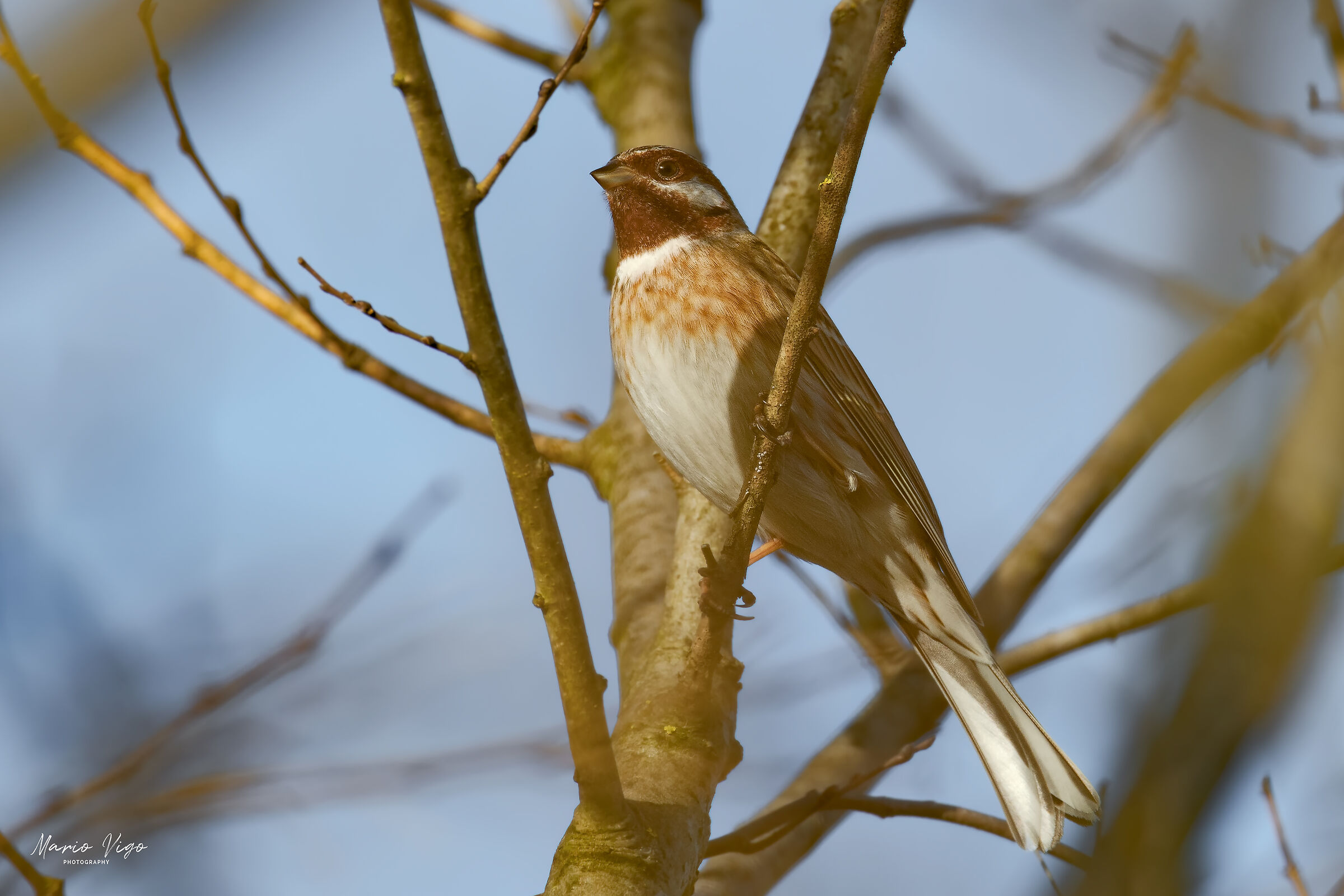 Zigolo golarossa (maschio)