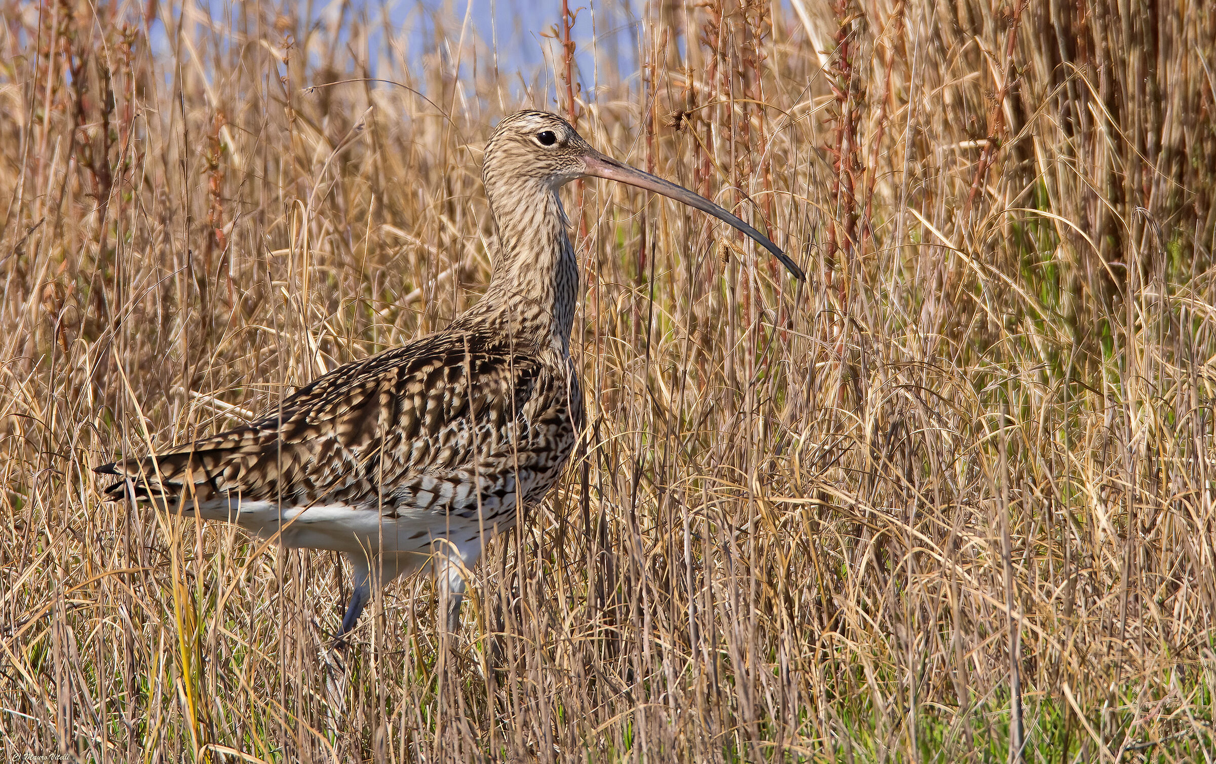 Chiurlo major (Numenius arquata)