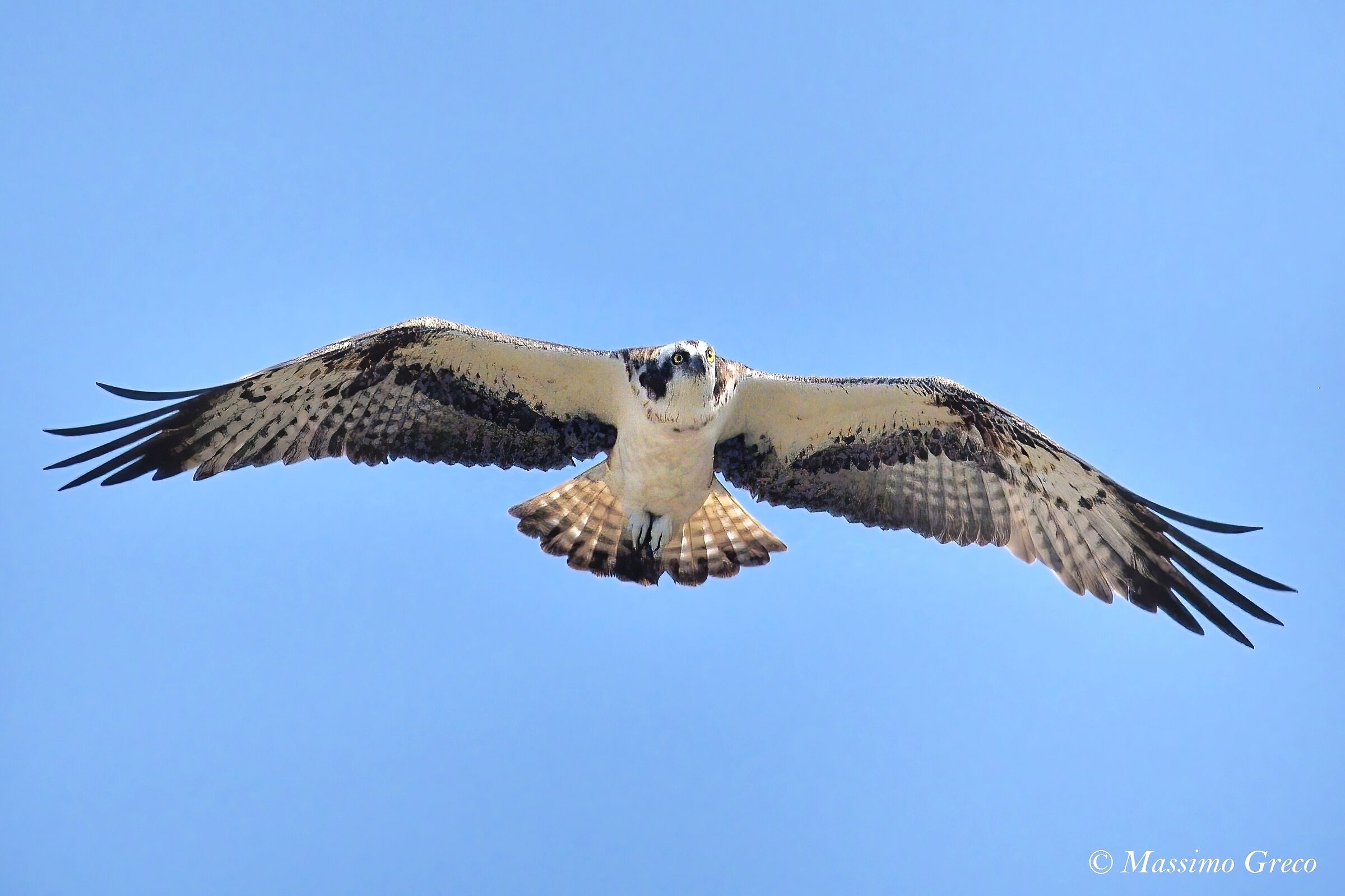 Falco pescatore (Pandion haliaetus)