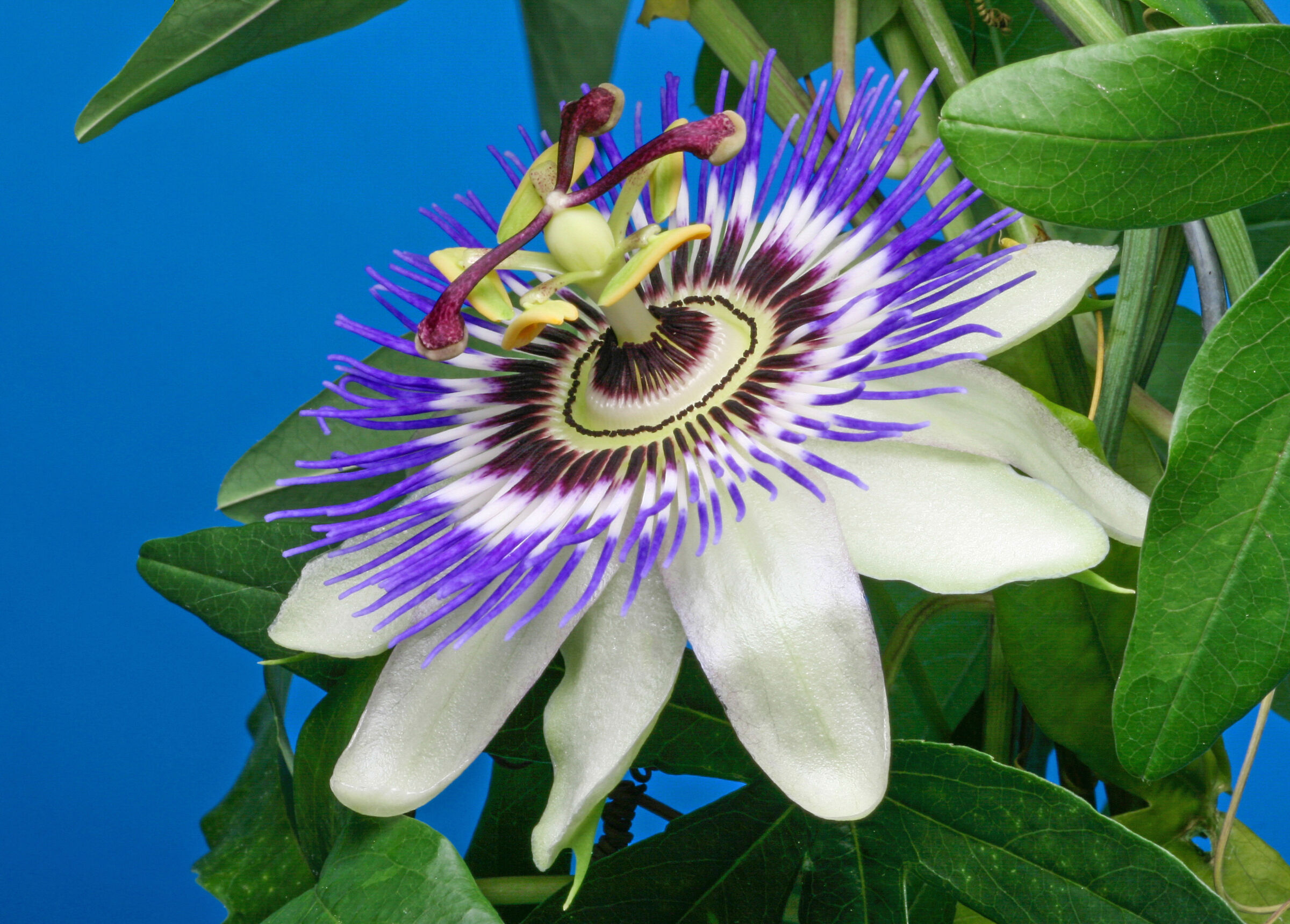 8 marzo Festa delle donne