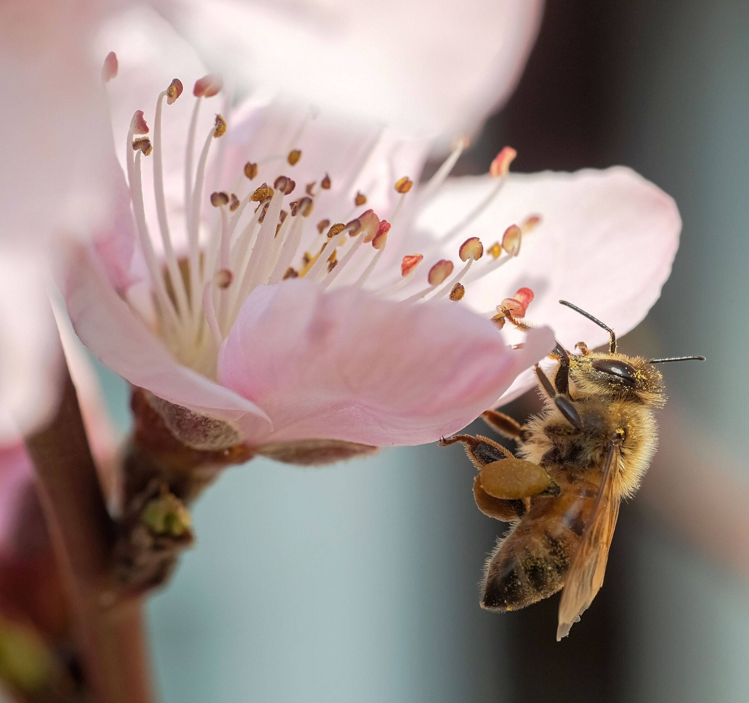 the first useful bee on peach blossom 8/03/2021