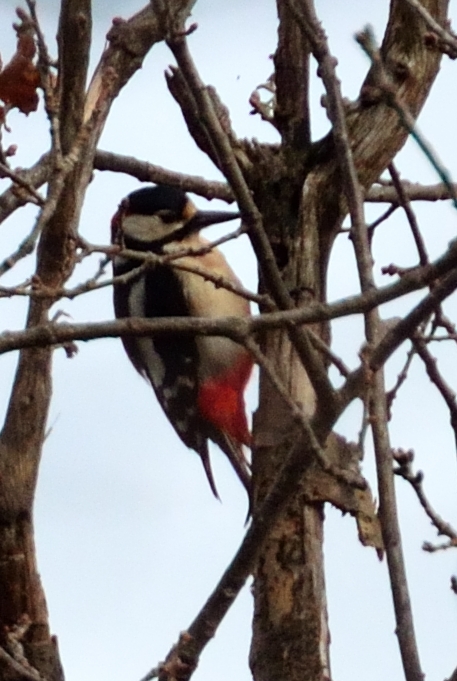 Picchio rosso maggiore