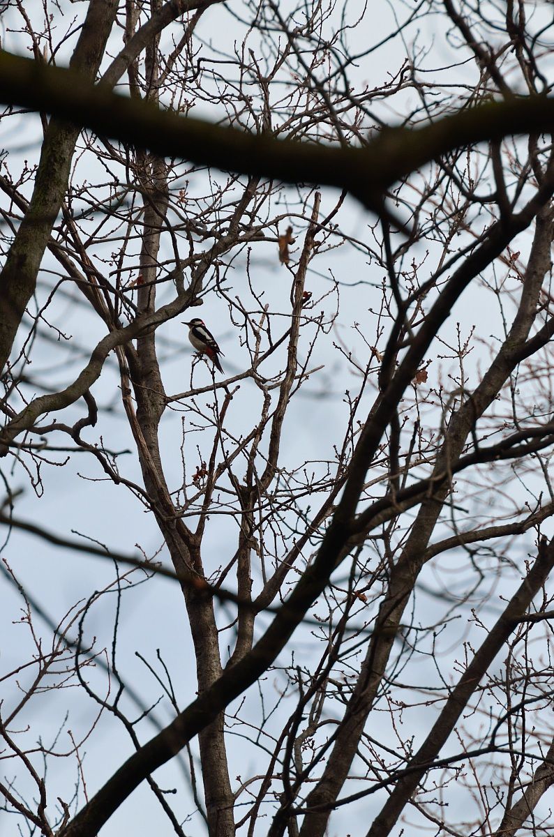 Picchio rosso maggiore