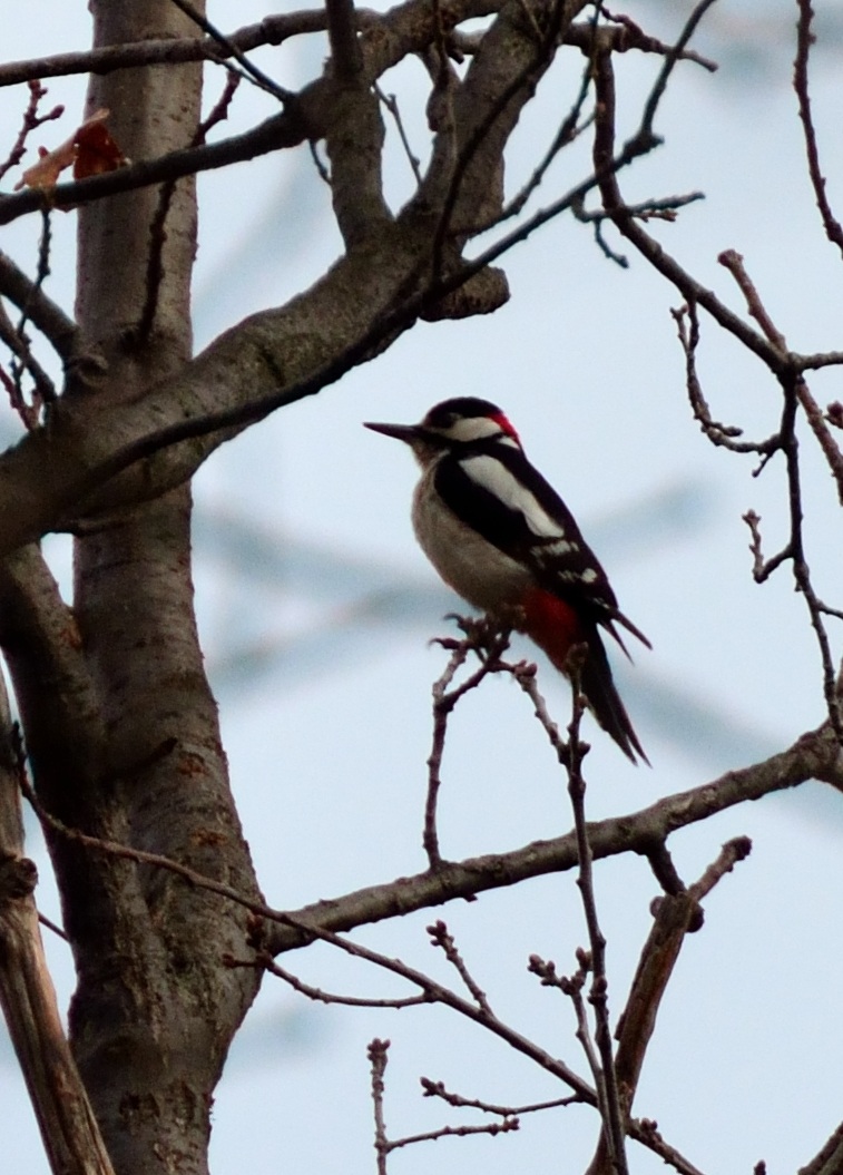 Picchio rosso maggiore