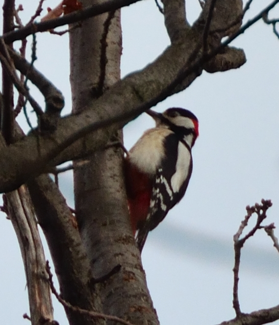 Picchio rosso maggiore