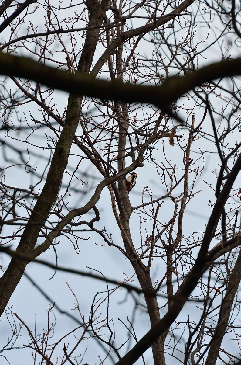 Picchio rosso maggiore