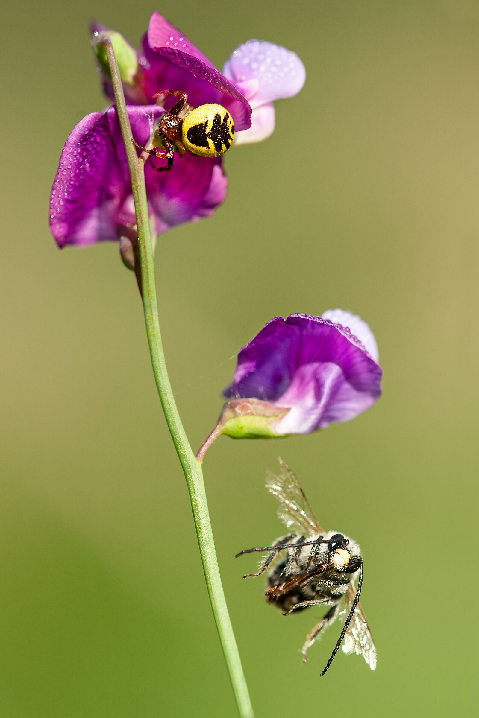 It will be for the next time....