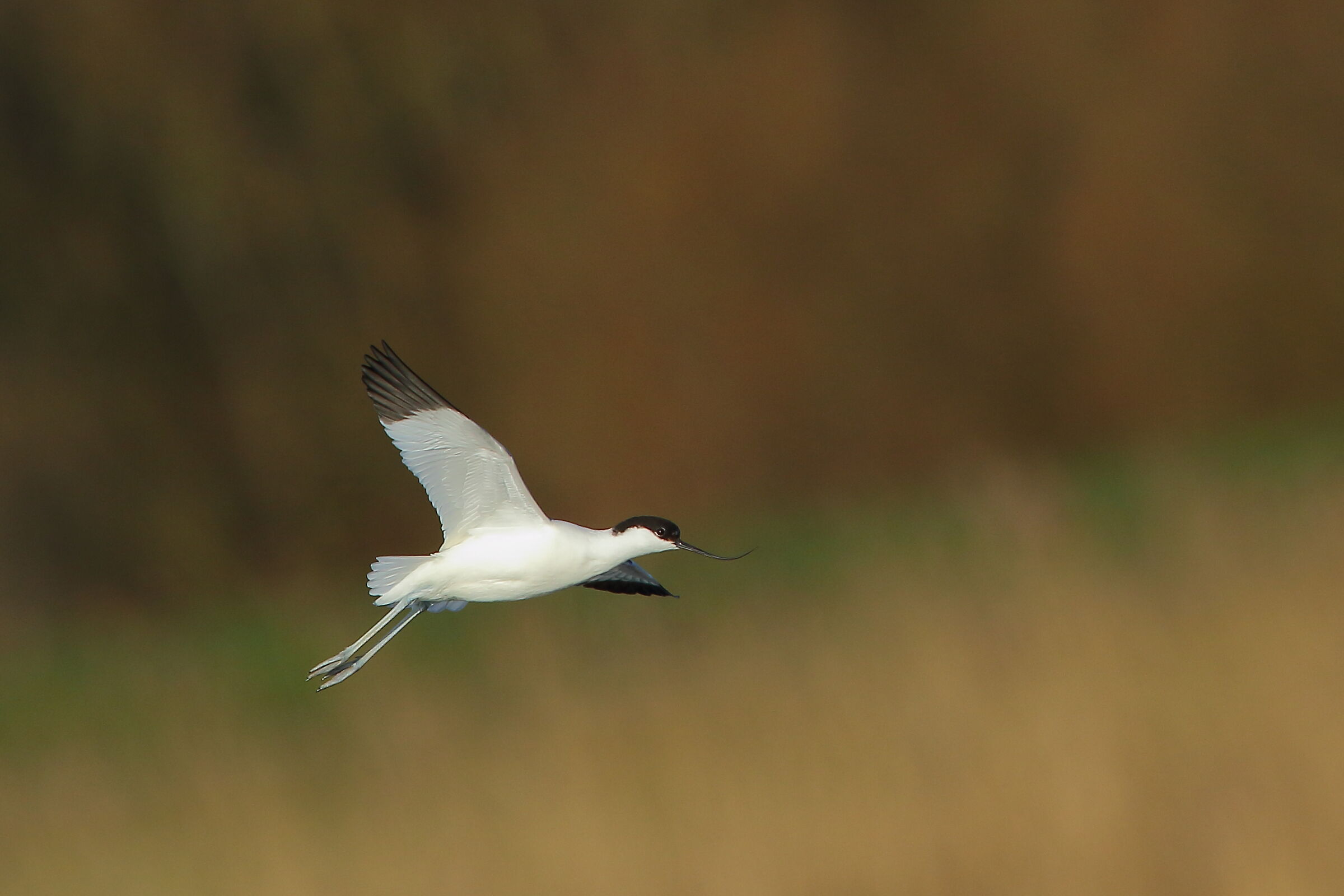 Avocet