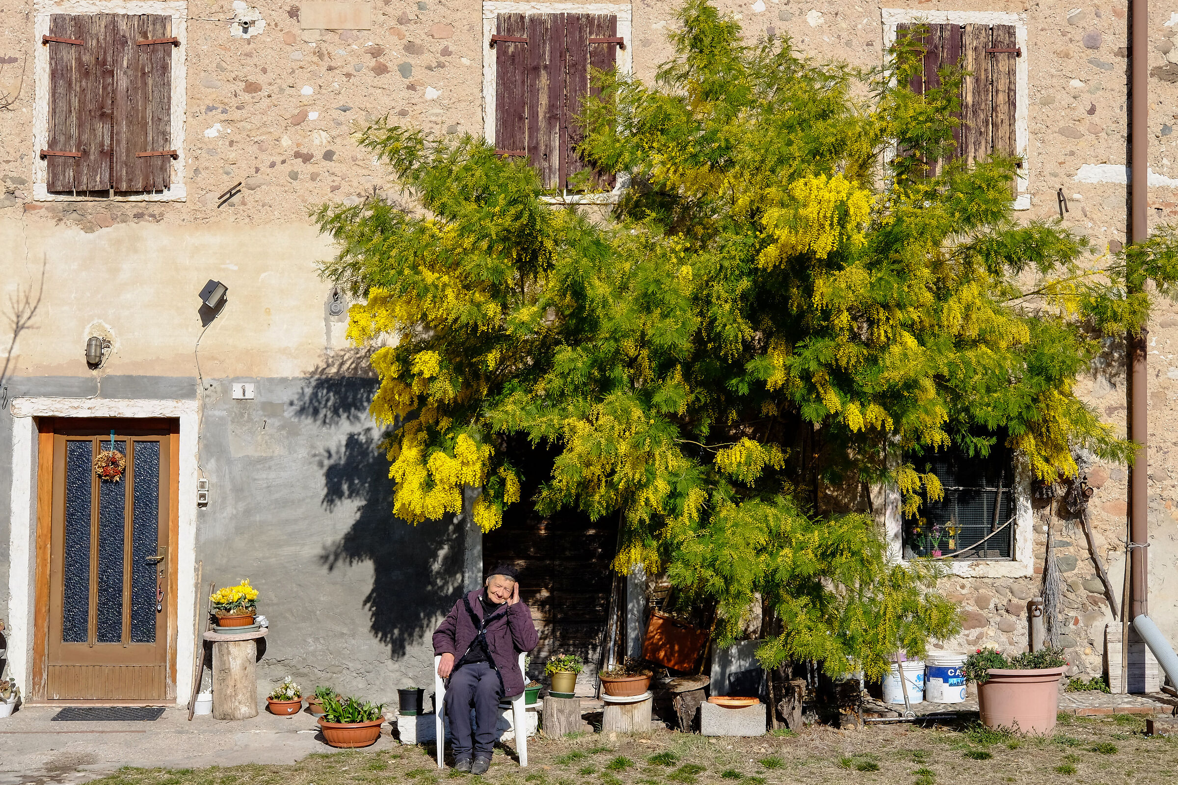 Ancora un passacuore vicino la mimosa.