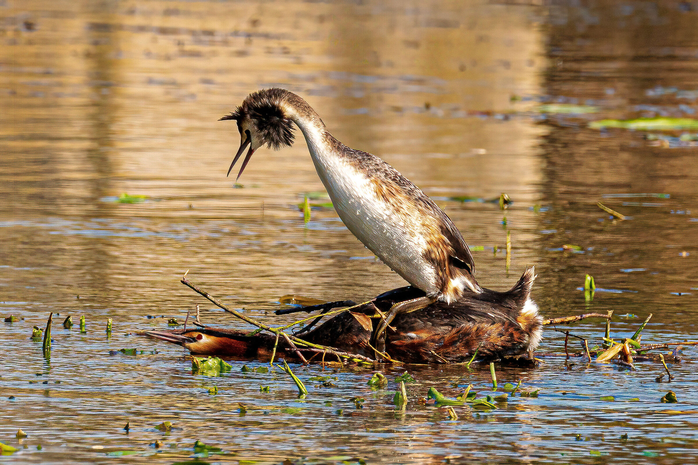 Accoppiamento Svasso Maggiore