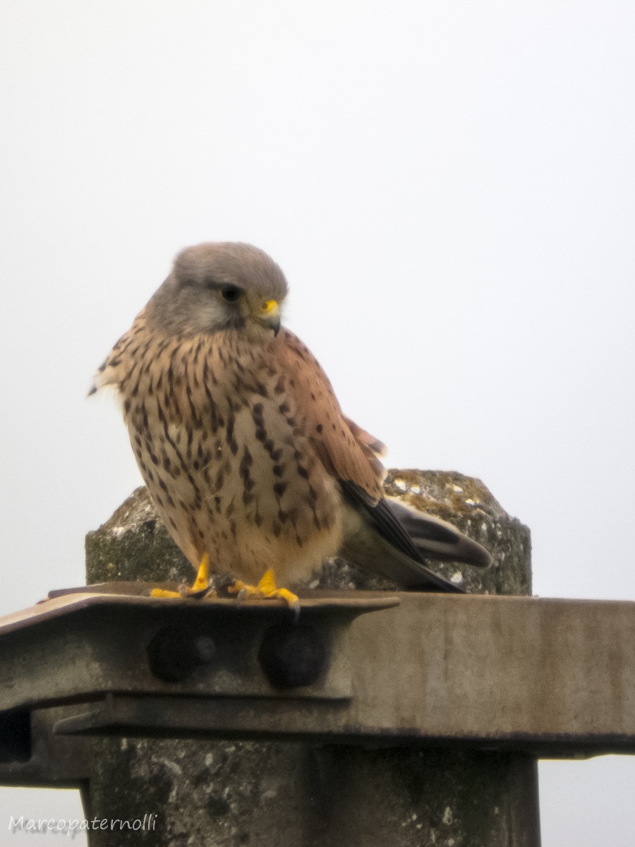 kestrel