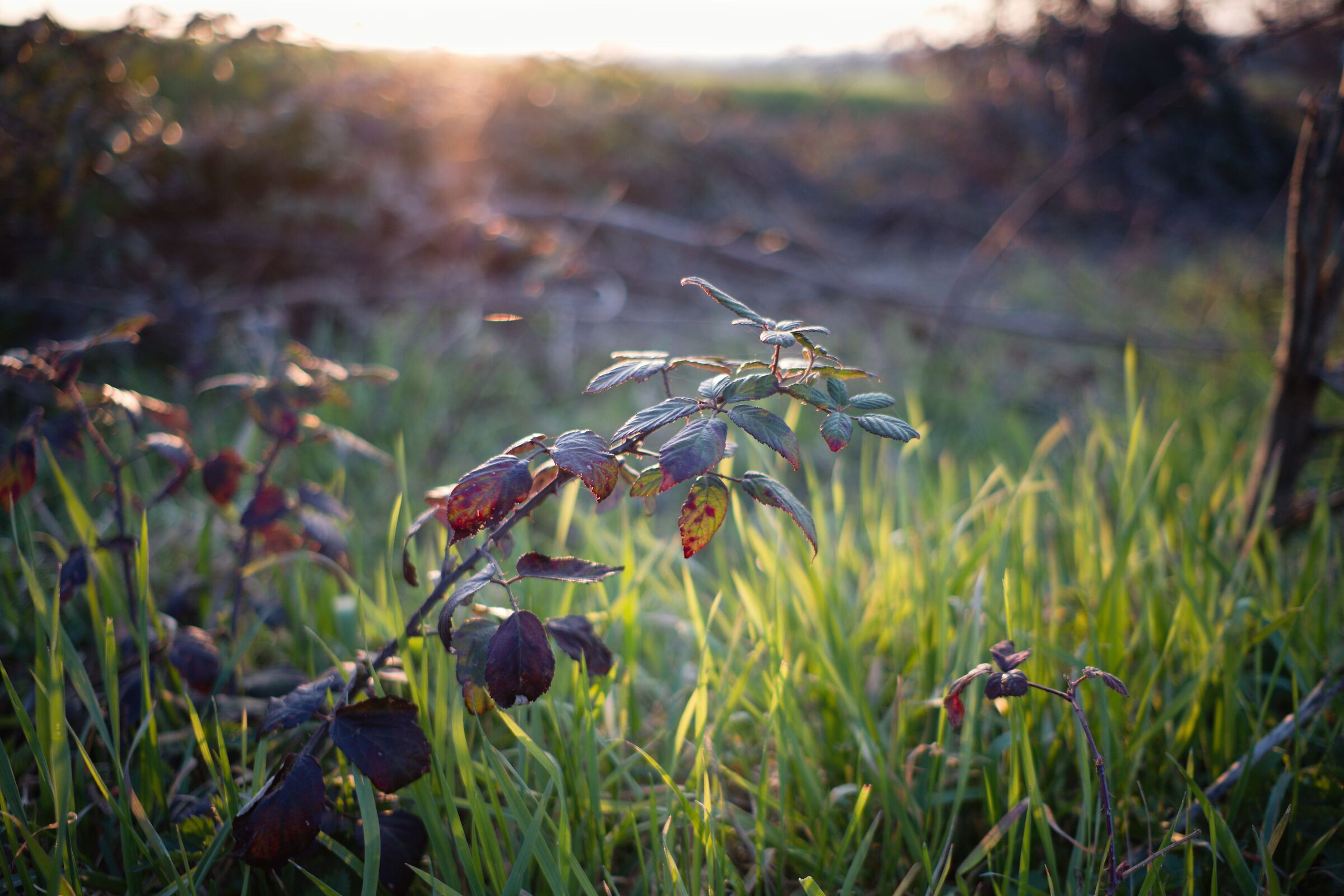 Tramonto in campagna