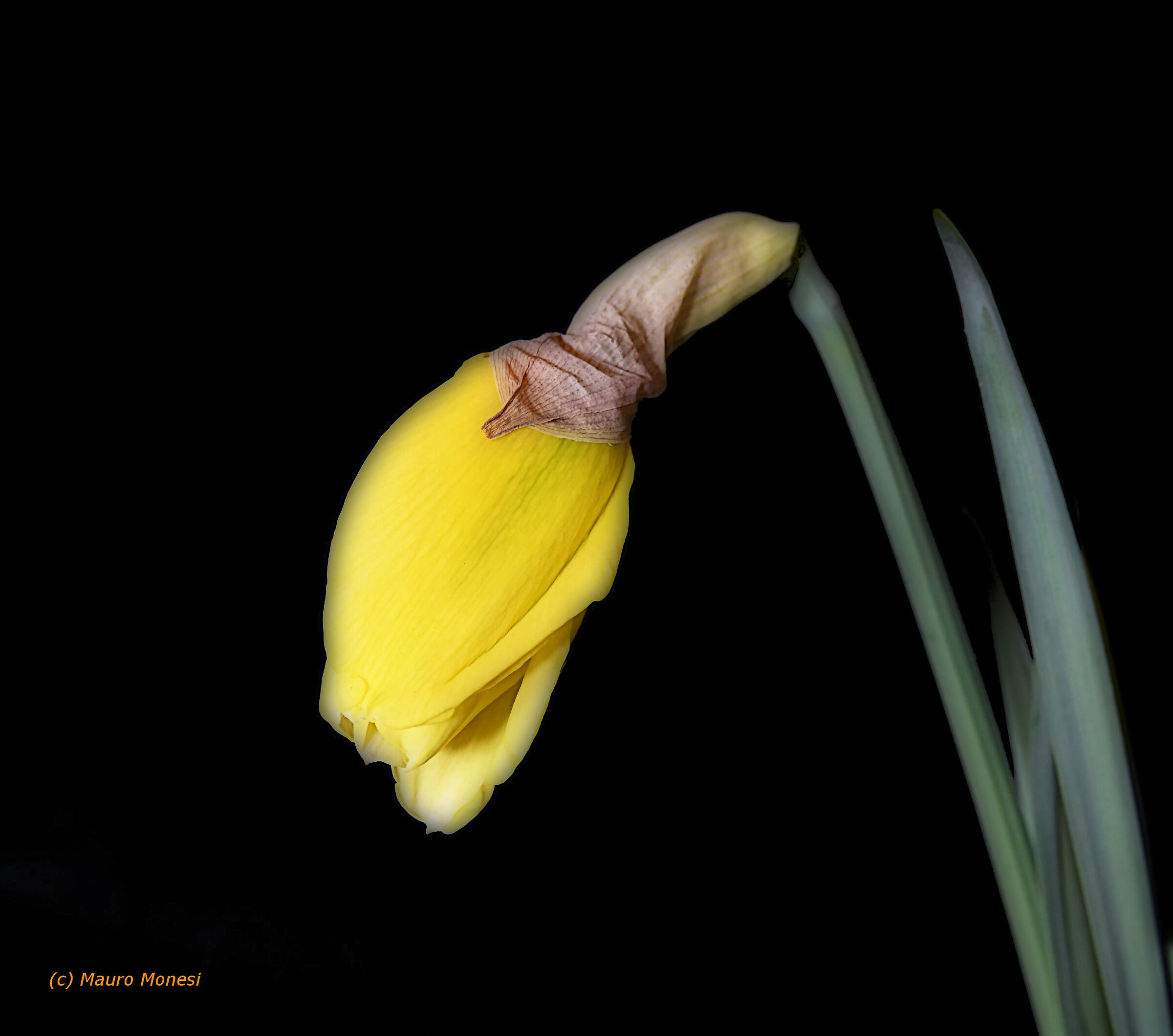 My name is Narcissus