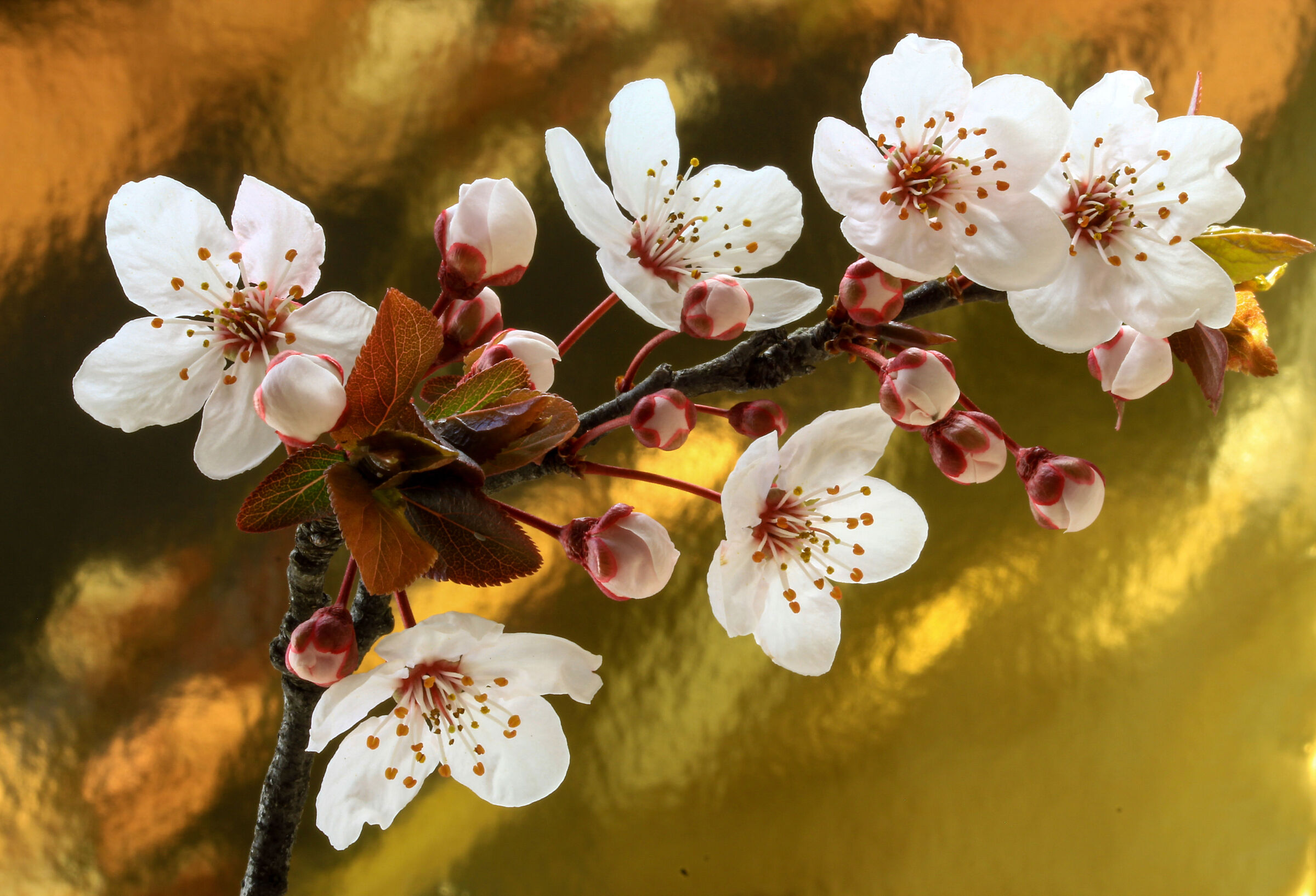 Aspettando una primavera " vera"
