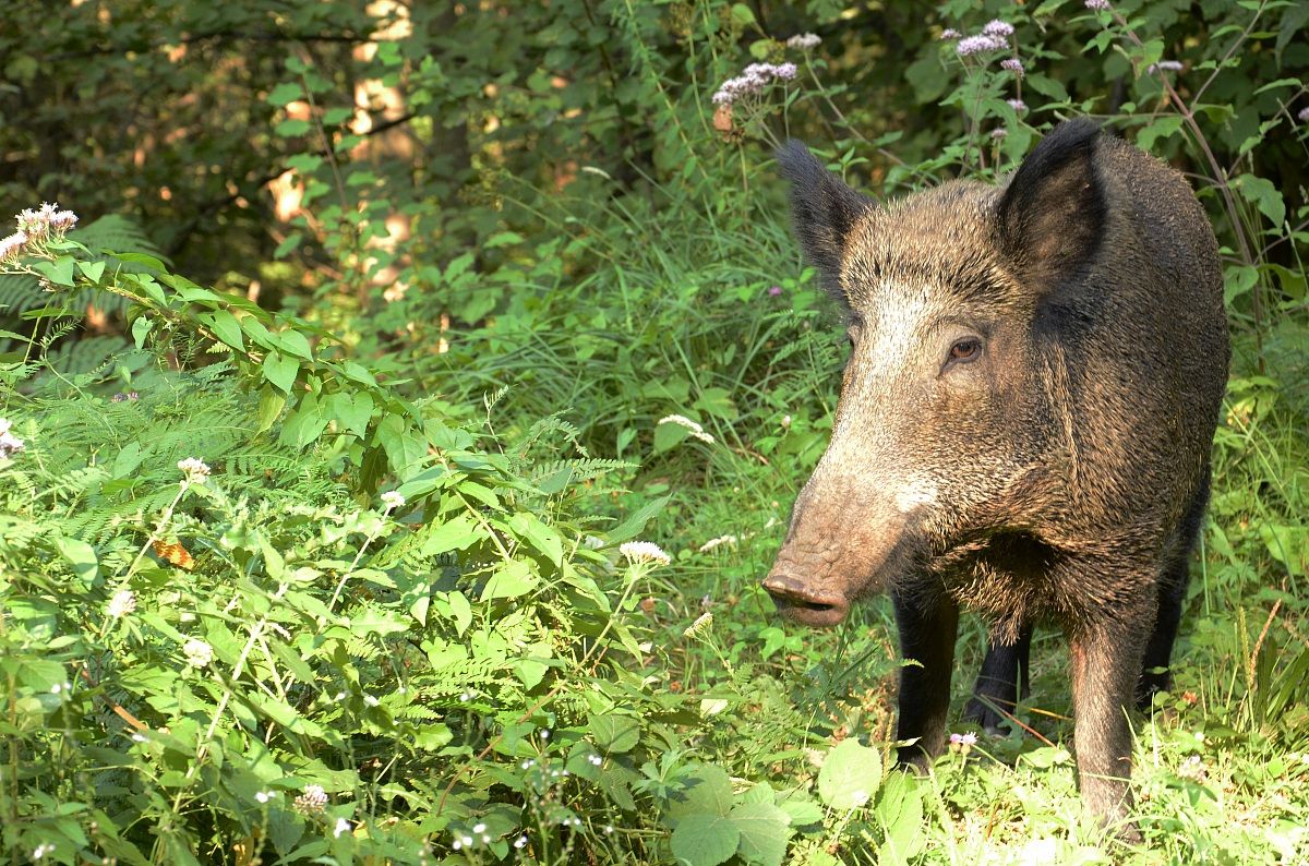 Wild boar Arroscia